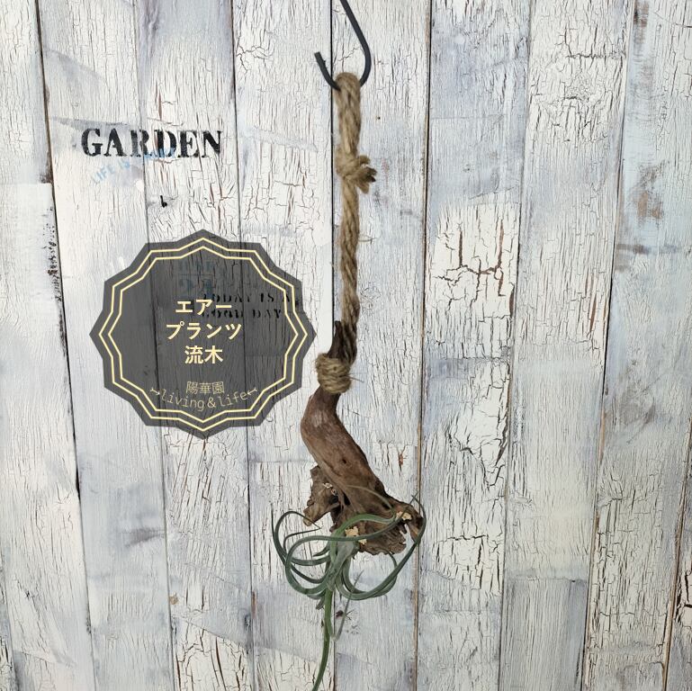 エアープランツ 流木 観葉植物 | 陽華園