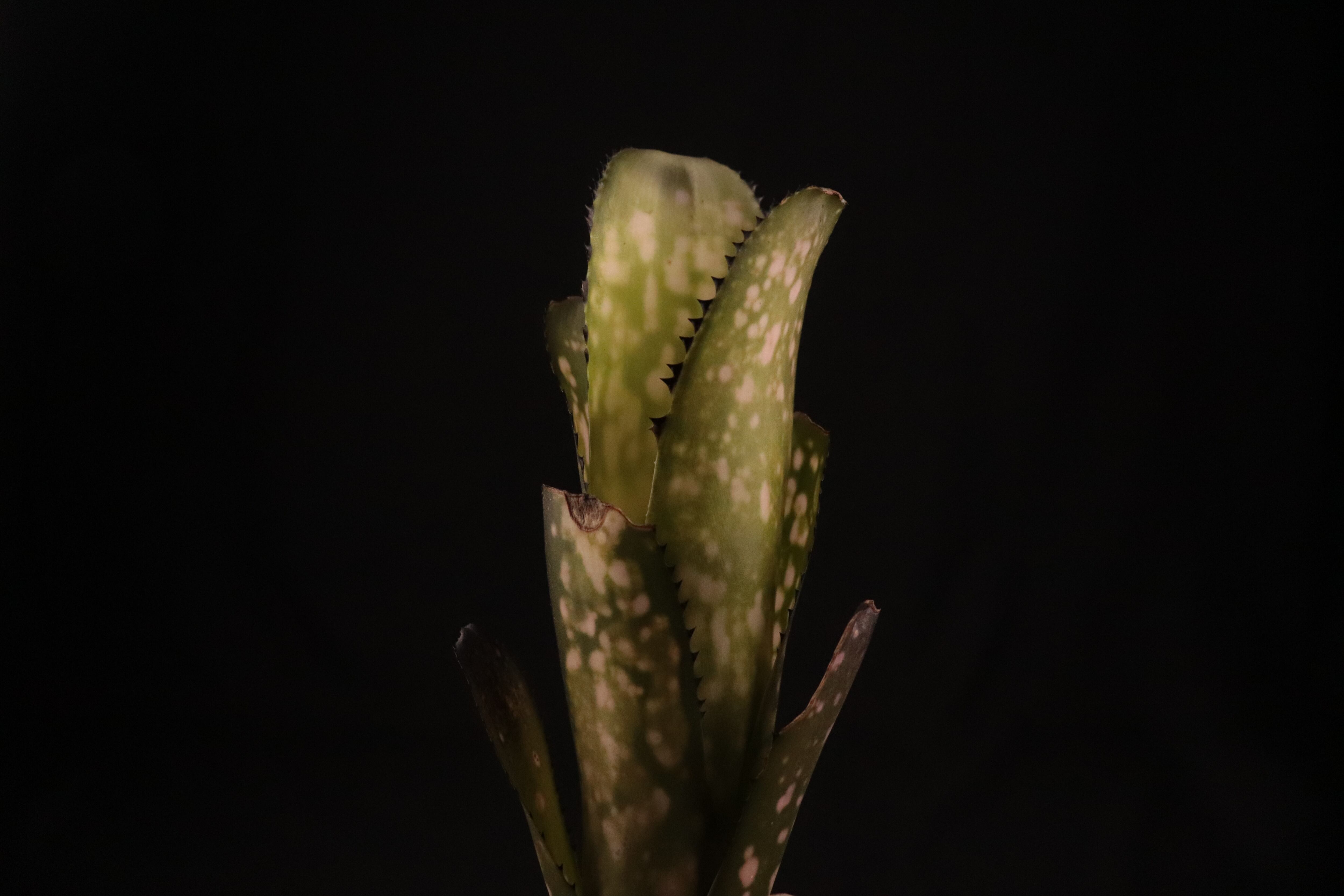 reserved】Billbergia 'Kolan Shark Bite'〔ビルベルギア〕現品発送