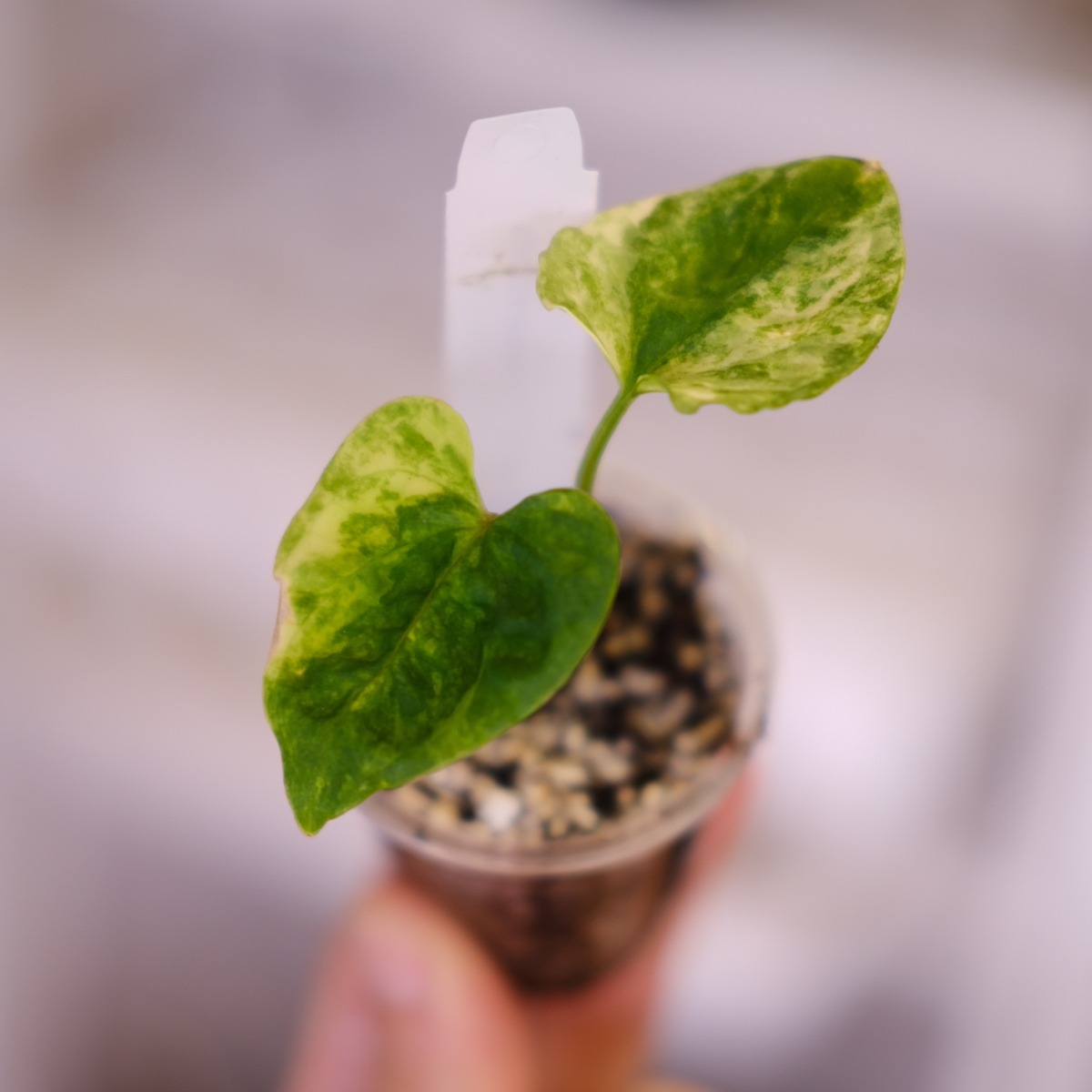 Anthurium (papillilaminum var. × crystallinum 