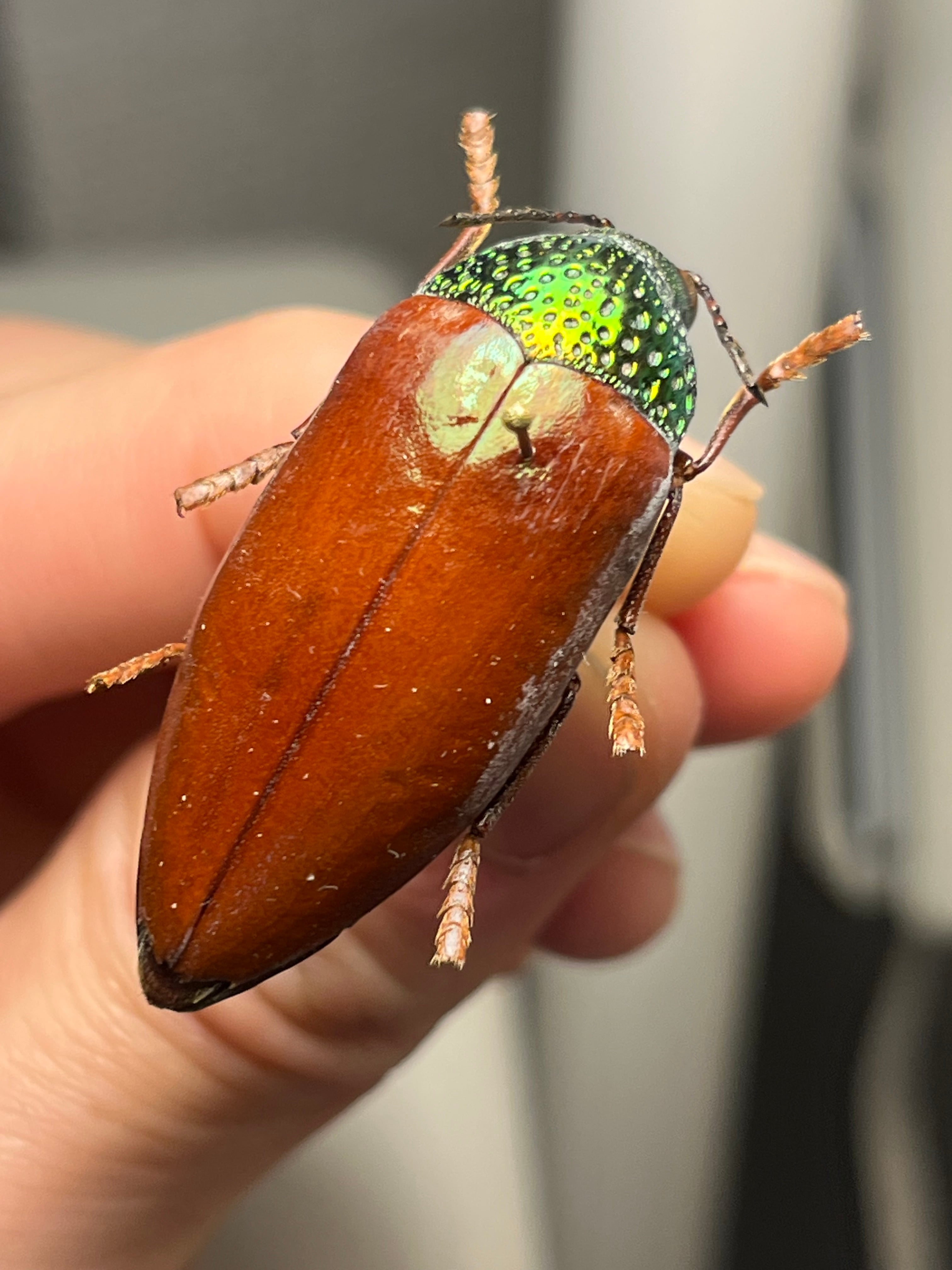 標本】ニジイロクワガタ オウゴンオニクワガタ ピカール血統 ブルー