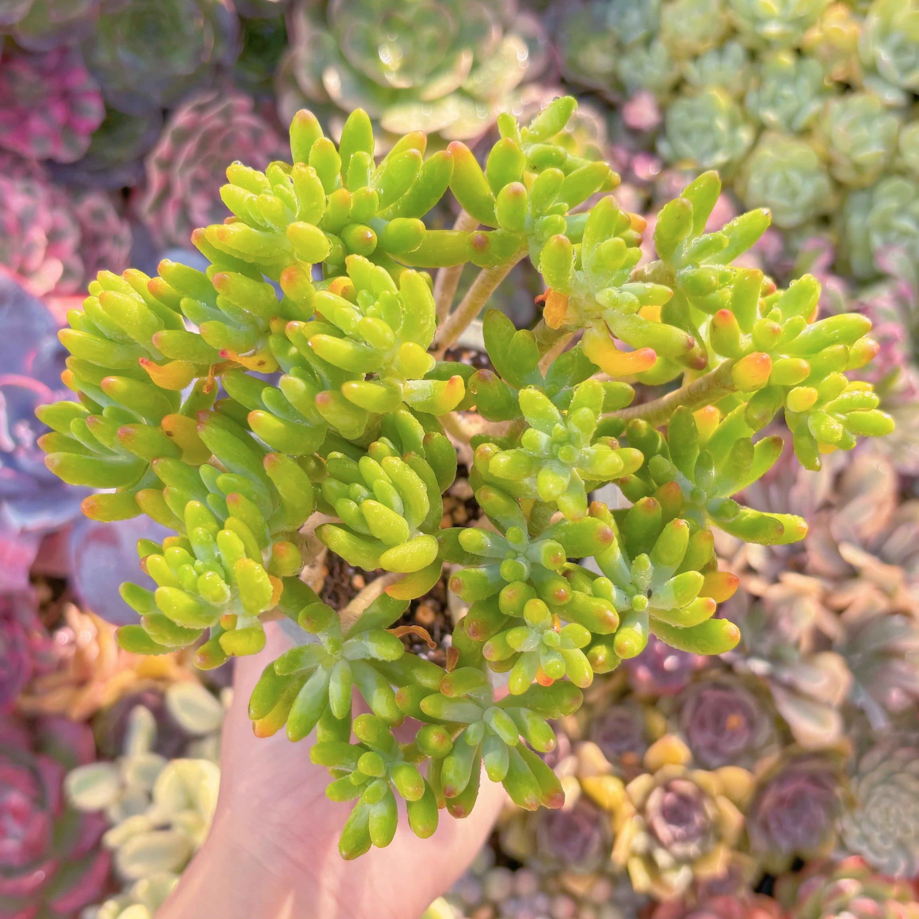 多肉植物　八千代　新入荷　るる農園