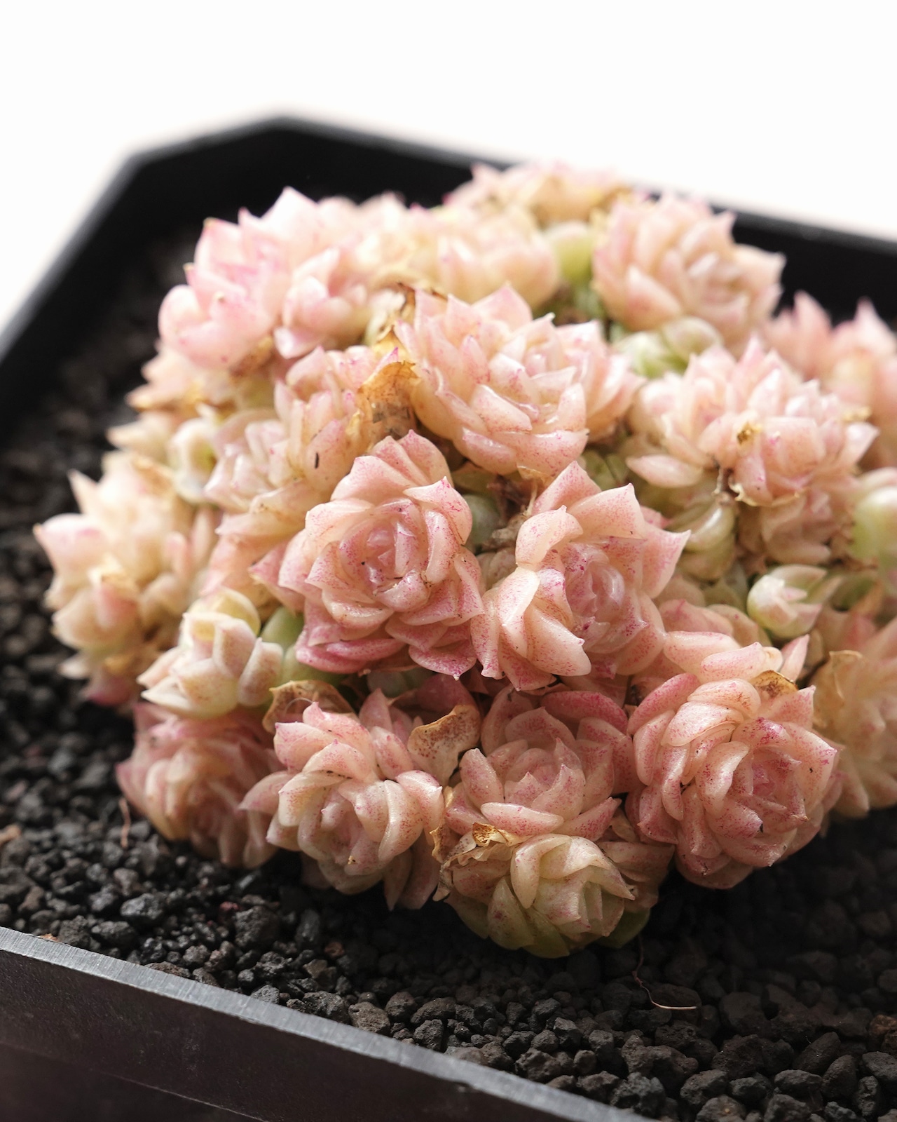 カット苗 コンキュバイン もりもり群生 Echeveria 'Concubine'