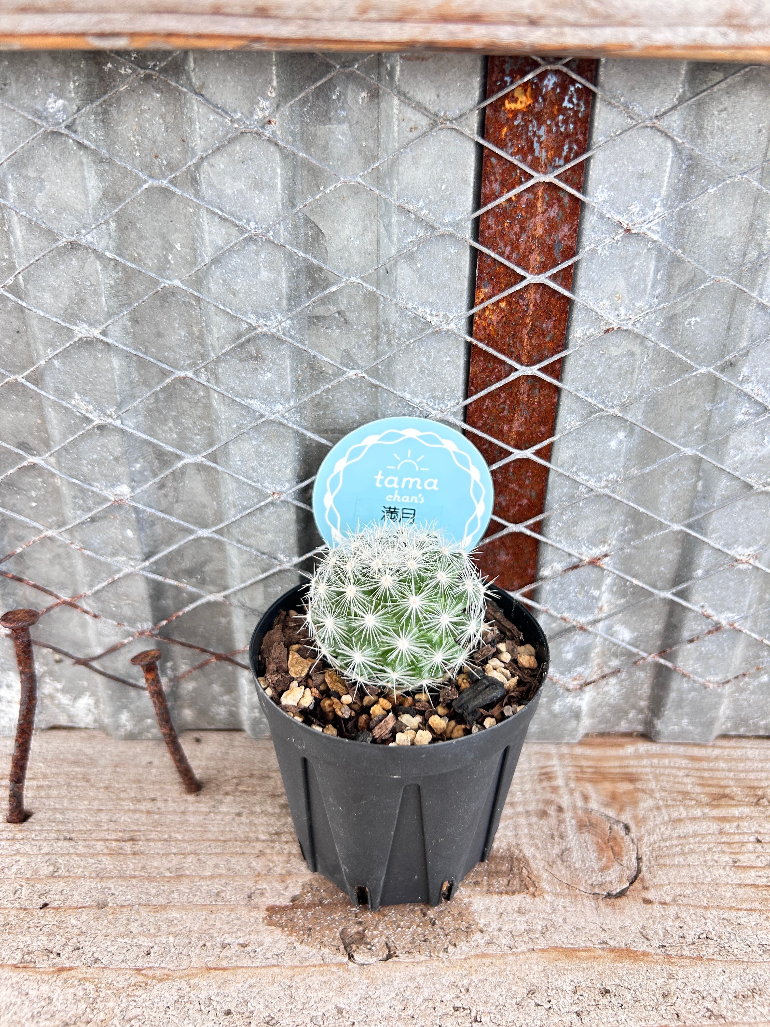 ビカクシダ willinckii Dwarf Nook × Bogor Mr. Suddan (mix spore