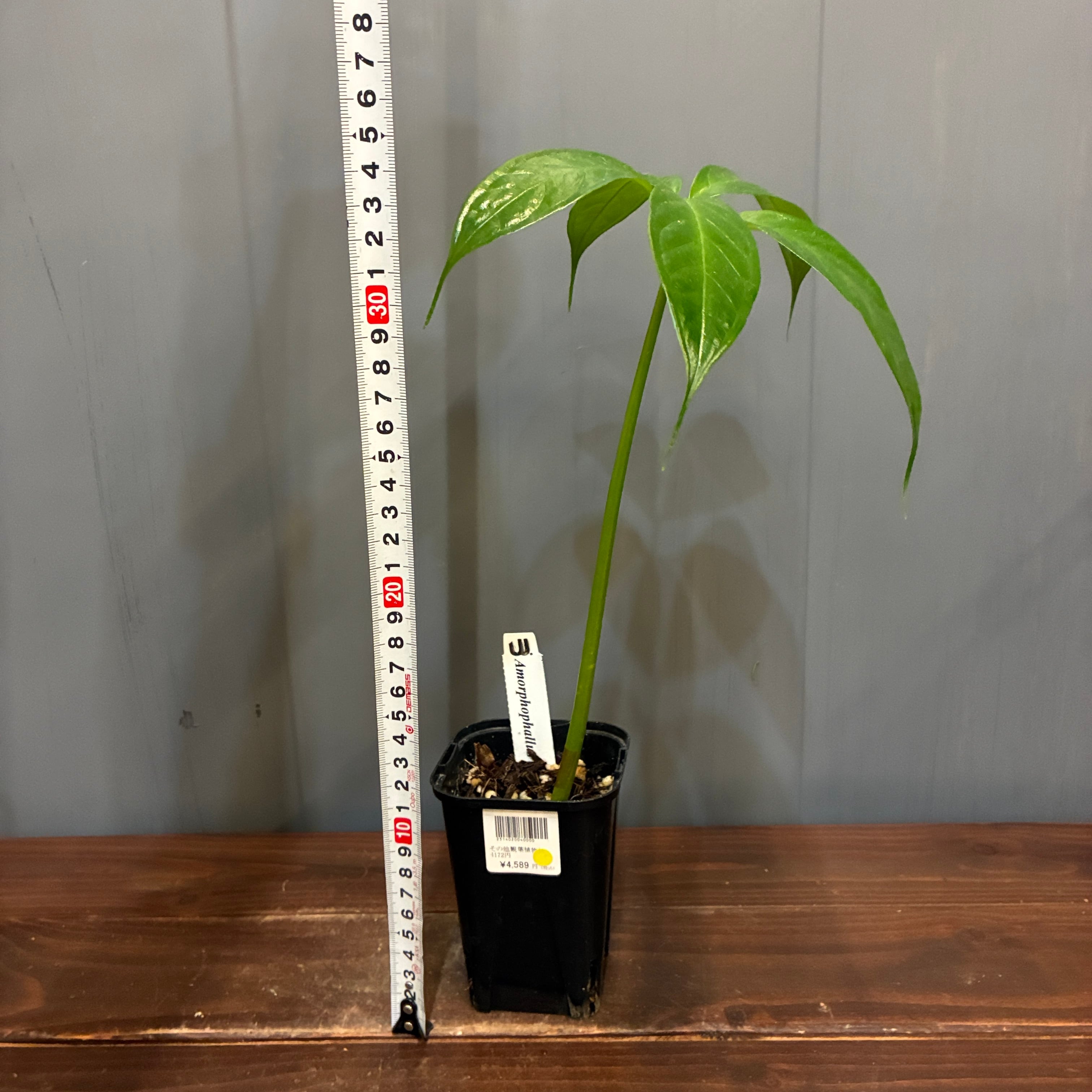 リーフ梱包費込み　　ラオウ様 抽選販売】【限定価格】【UJ】ショクダイオウコンニャク（限定4