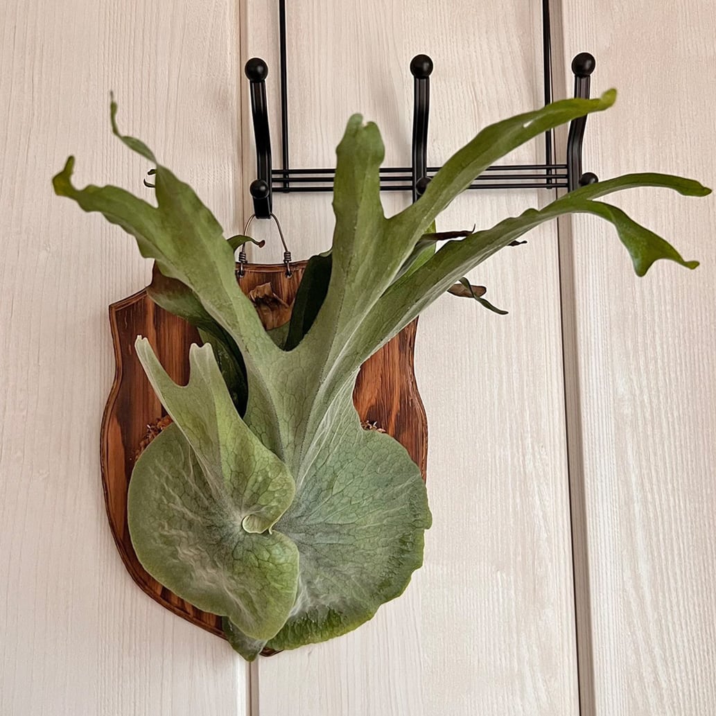 ビカクシダ グランデ 板付 【観葉植物 壁掛け コウモリラン