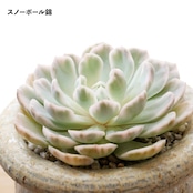 【10月4日イベント凱旋ガチャ】 10〜12種セット