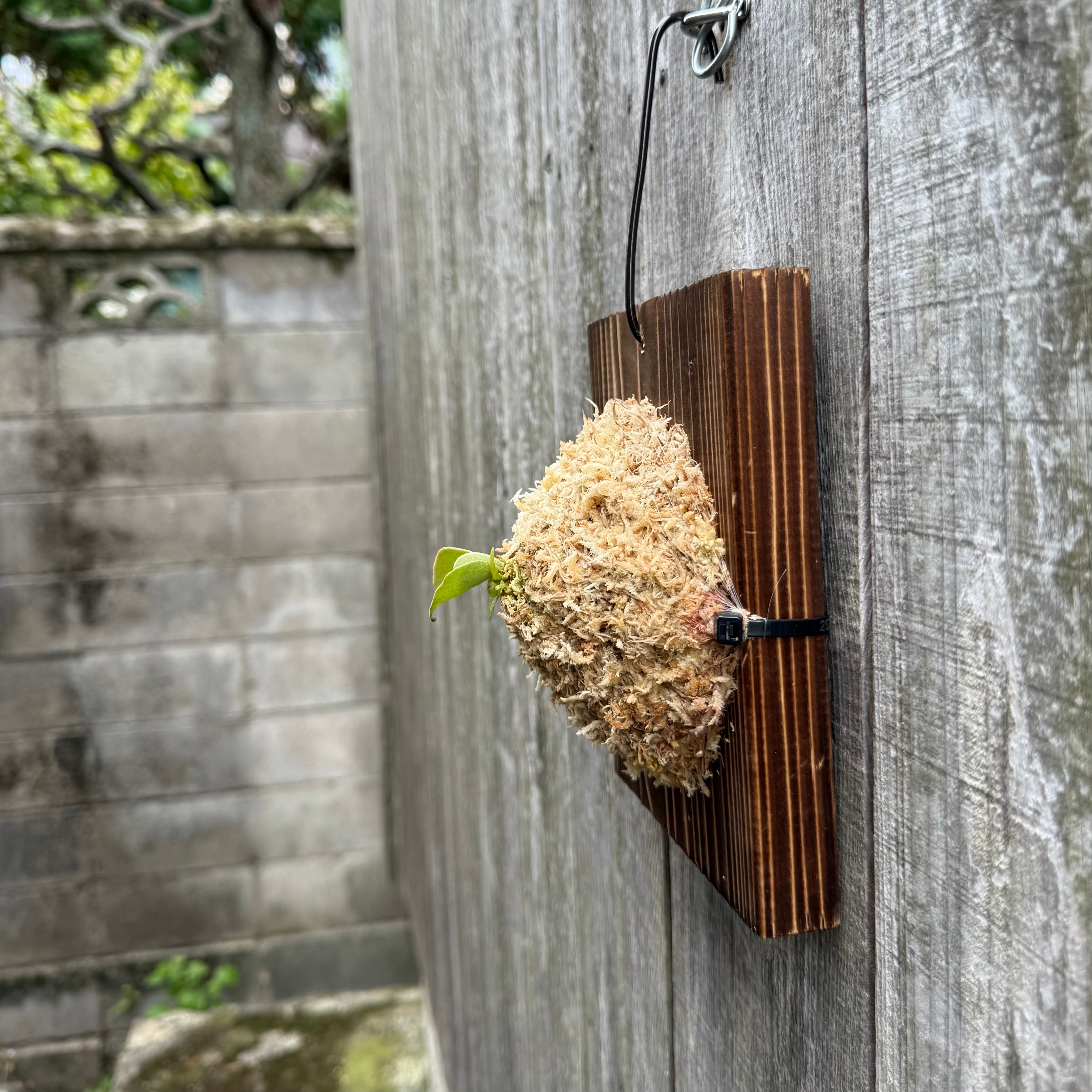 P.Triceratops (三角龍) pup | naturefix