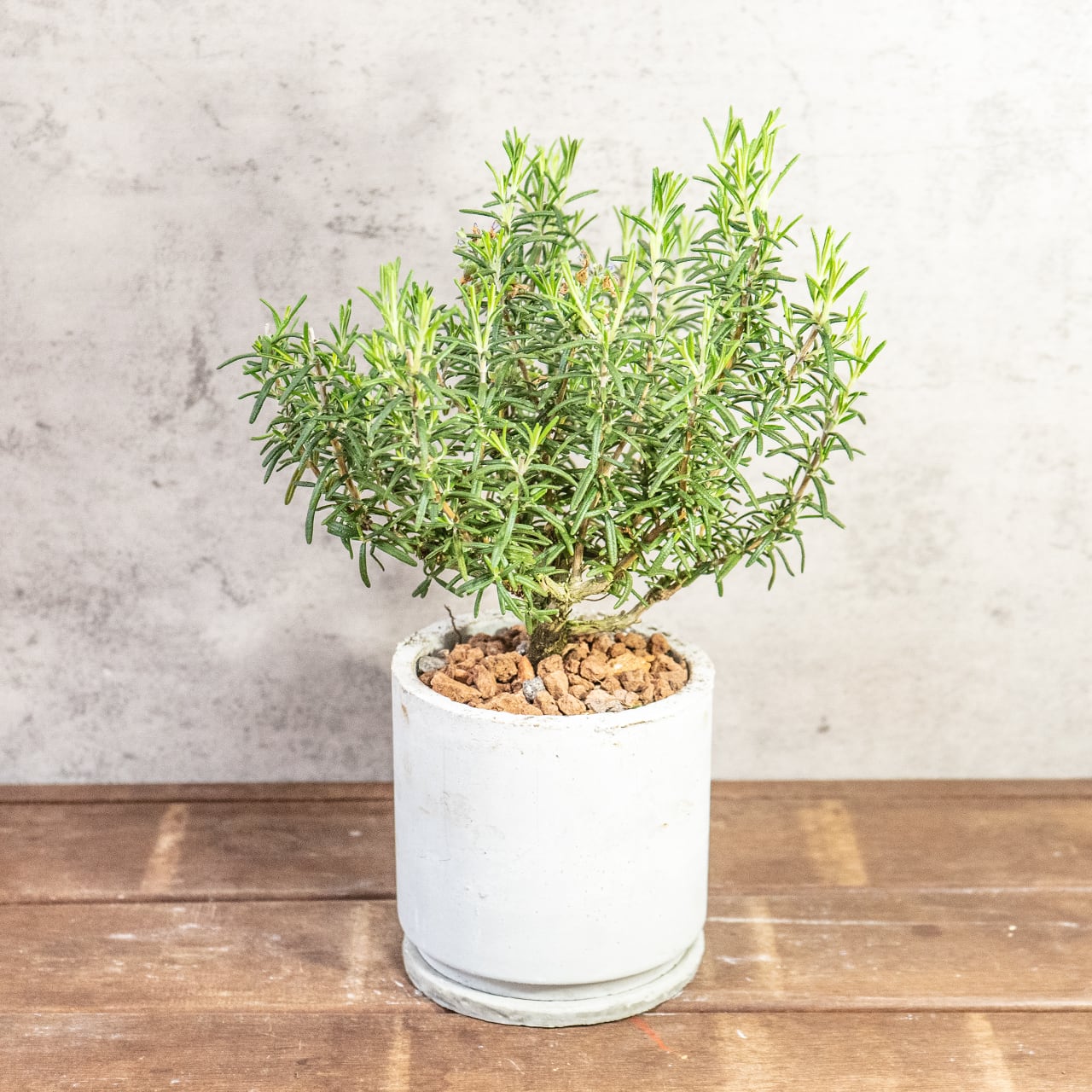 【一株ごとの厳選仕入れ】枝ぶりの良い個体を吟味。シルバーグリーンの葉が密集する美しい立ち姿は、インテリアの主役に最適。ザラっとした質感の手づくりモルタル鉢でシンプルにコーディネート|虫発生抑制|送料全国一律850円