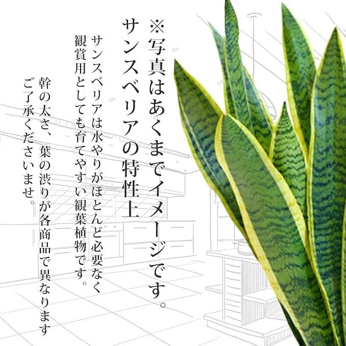 サンスベリア 7号 （高級平鉢陶器） | インテリアグリーンショップ