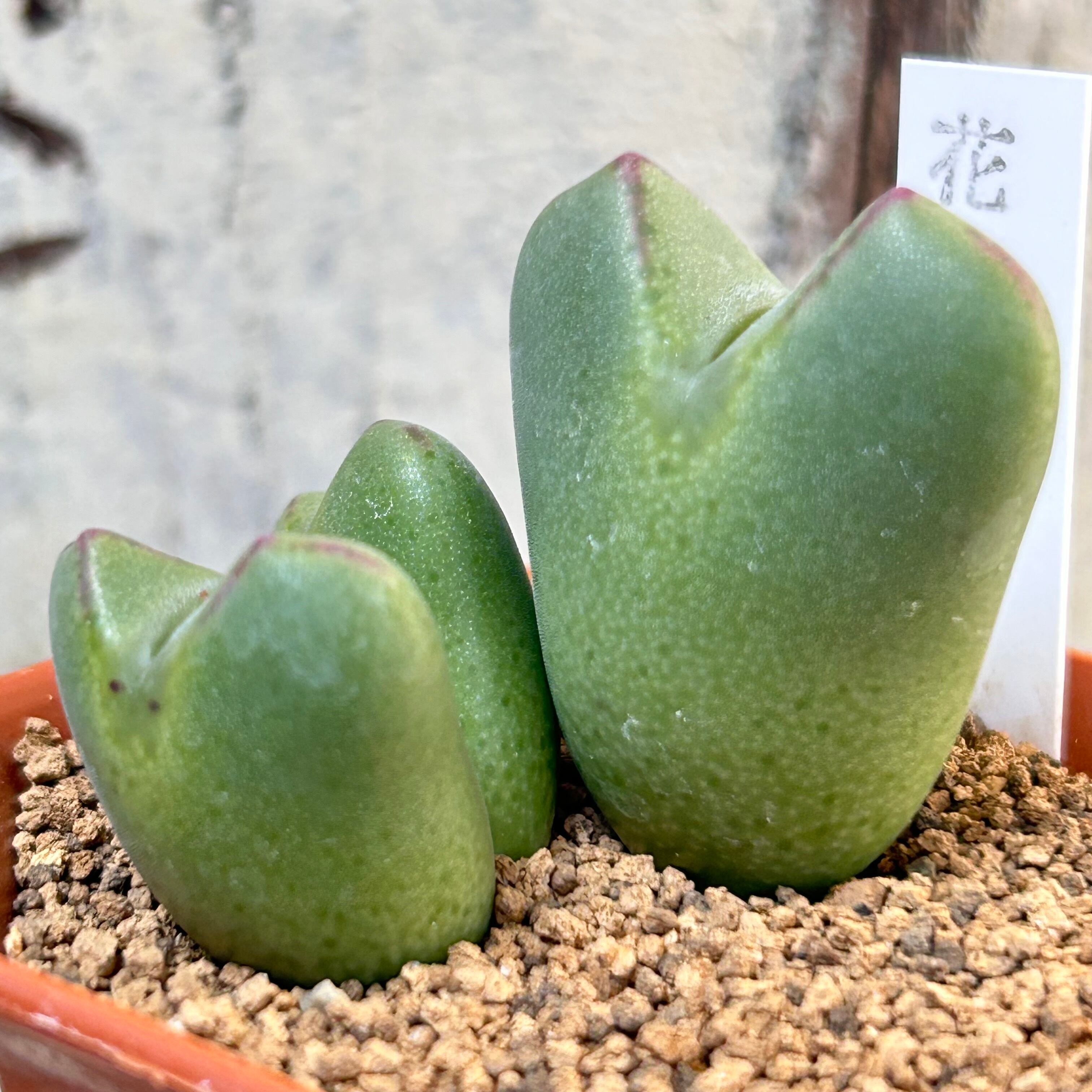 花娘 コノフィツム | RuPo 多肉植物専門店