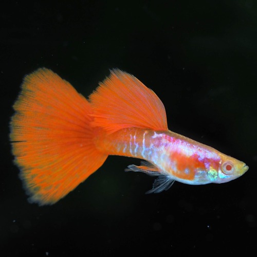 【セール】RREAギャラクシーレッドテール　2ペア＋おまけメス2匹