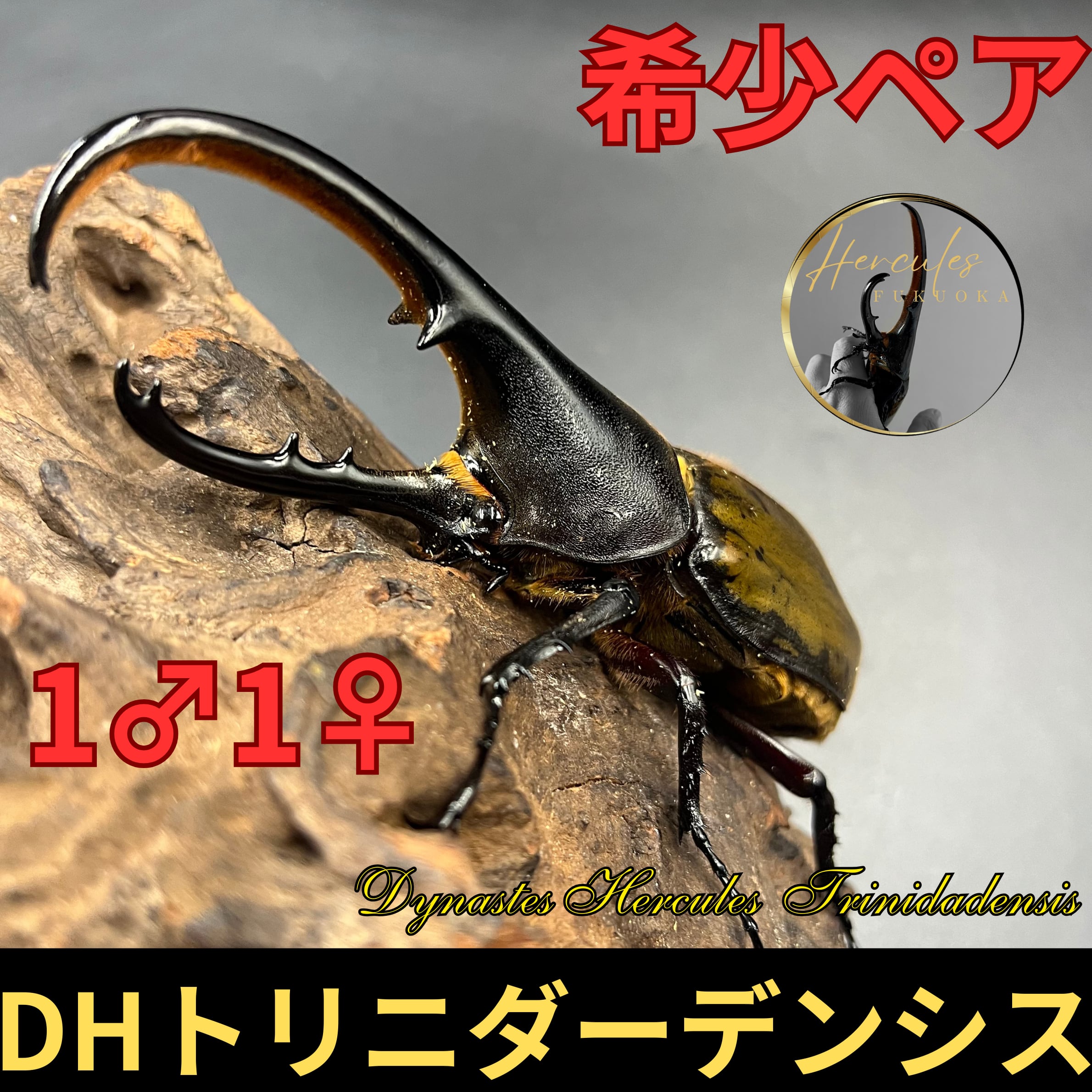 国産大型オオクワガタ⁄能勢SR血統・能勢YG血統 | クワガタ 1・国産 