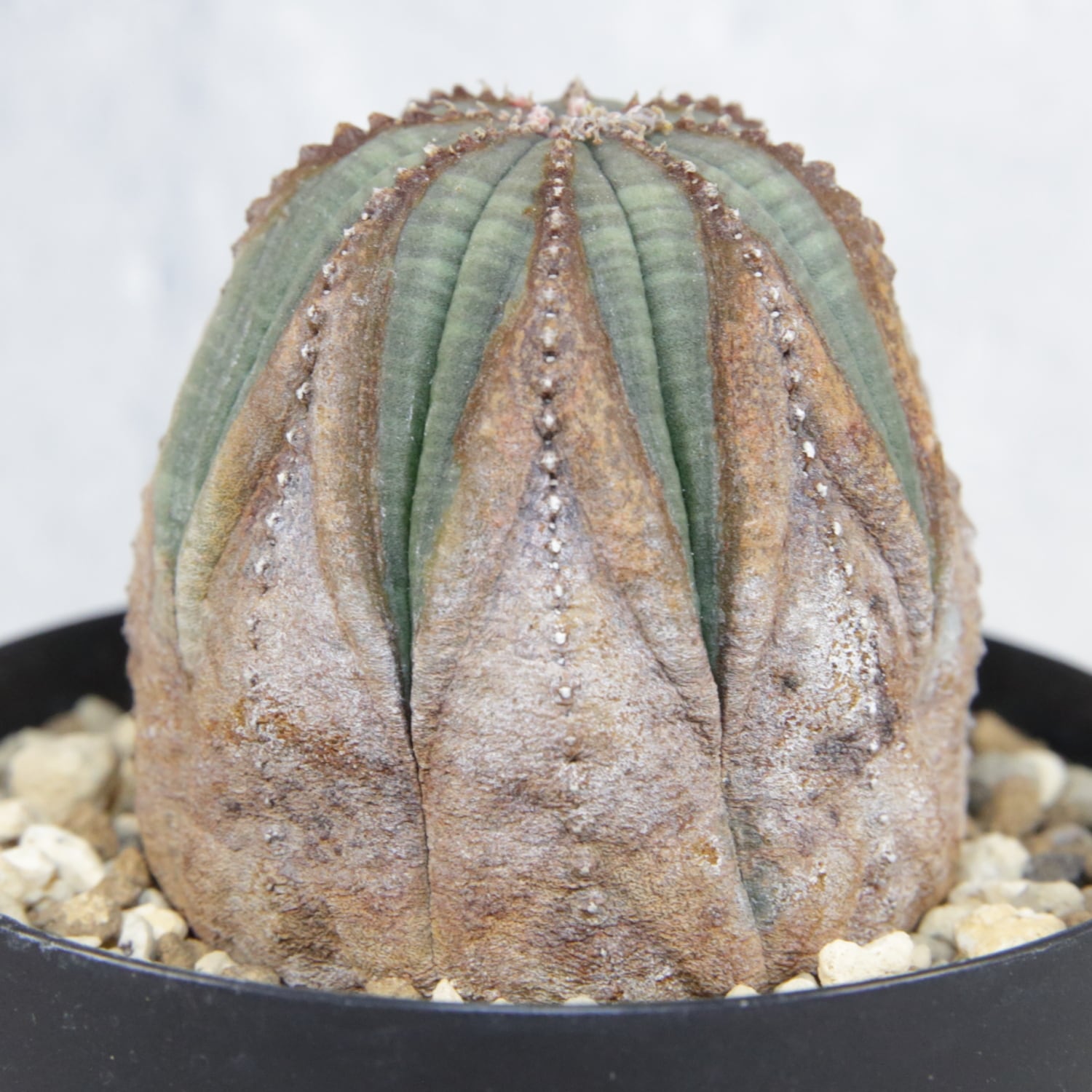 美模様 木質化 マイクロオベサ / ユーフォルビア | LIGHTHOUSE.PLANTS