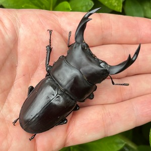 【美形・新成虫】香川県丸亀市綾歌町産オオクワガタペアCBF1個体(♂72mm)＃7238