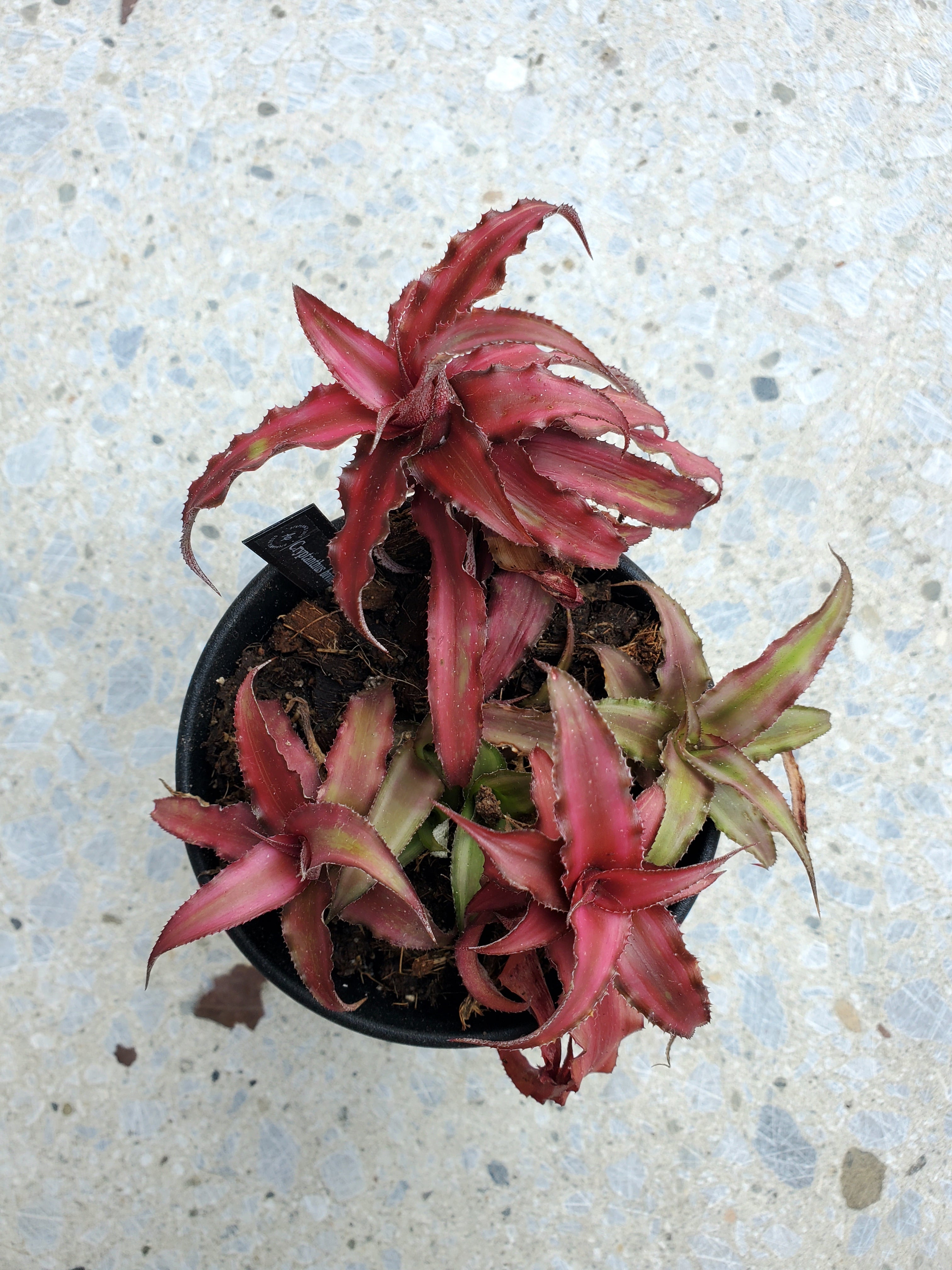 Cryptanthus 'Medusa' クリプタンサス メデューサ Cryptanthus 'Medusa' (Lisa Vinzant) 】ぐりぐりウネるクリプタンサス