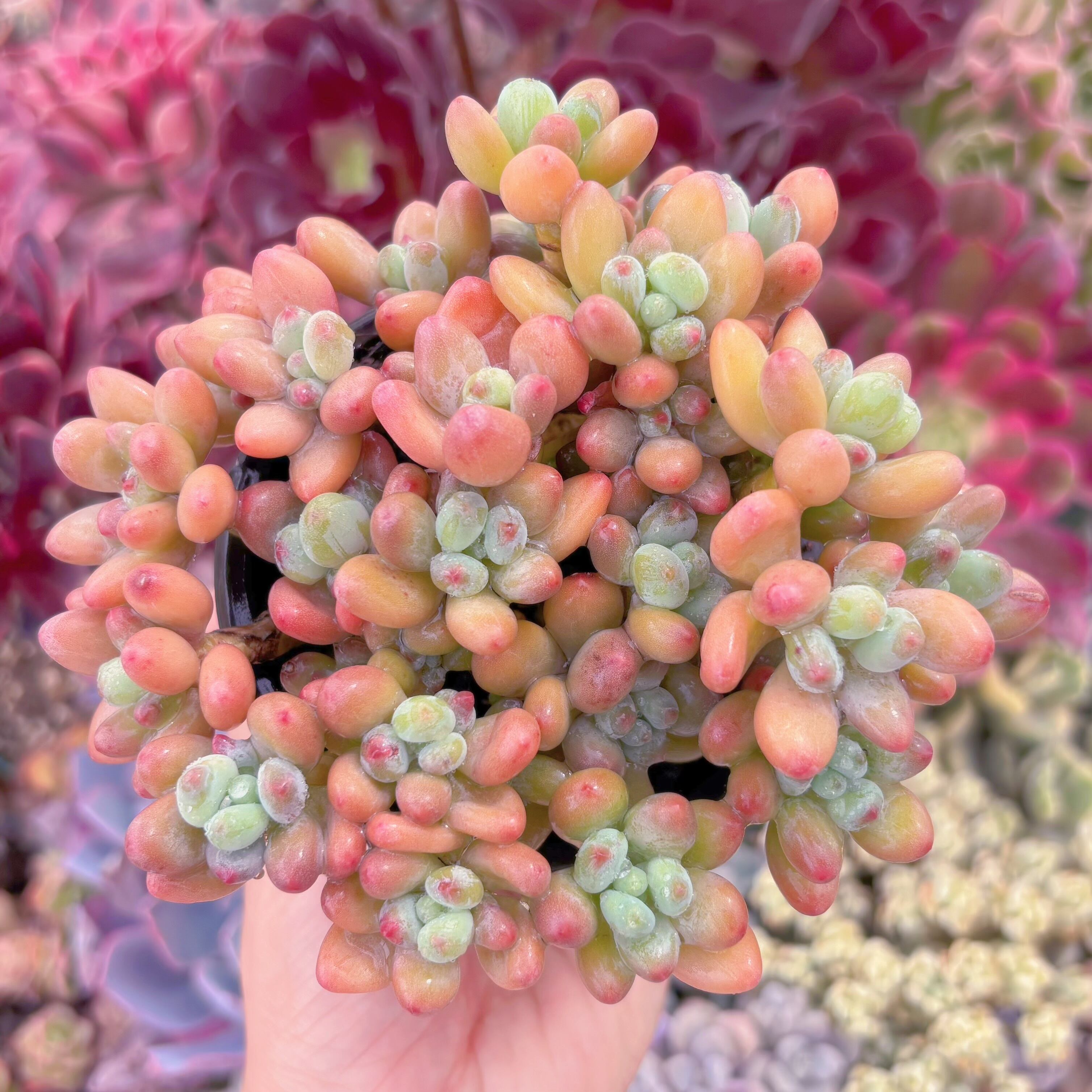 現品　アップルチーズ美人#283　るる農園