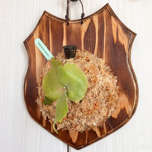 ビカクシダ ウィリンキー 板付 【観葉植物 室内 コウモリラン】