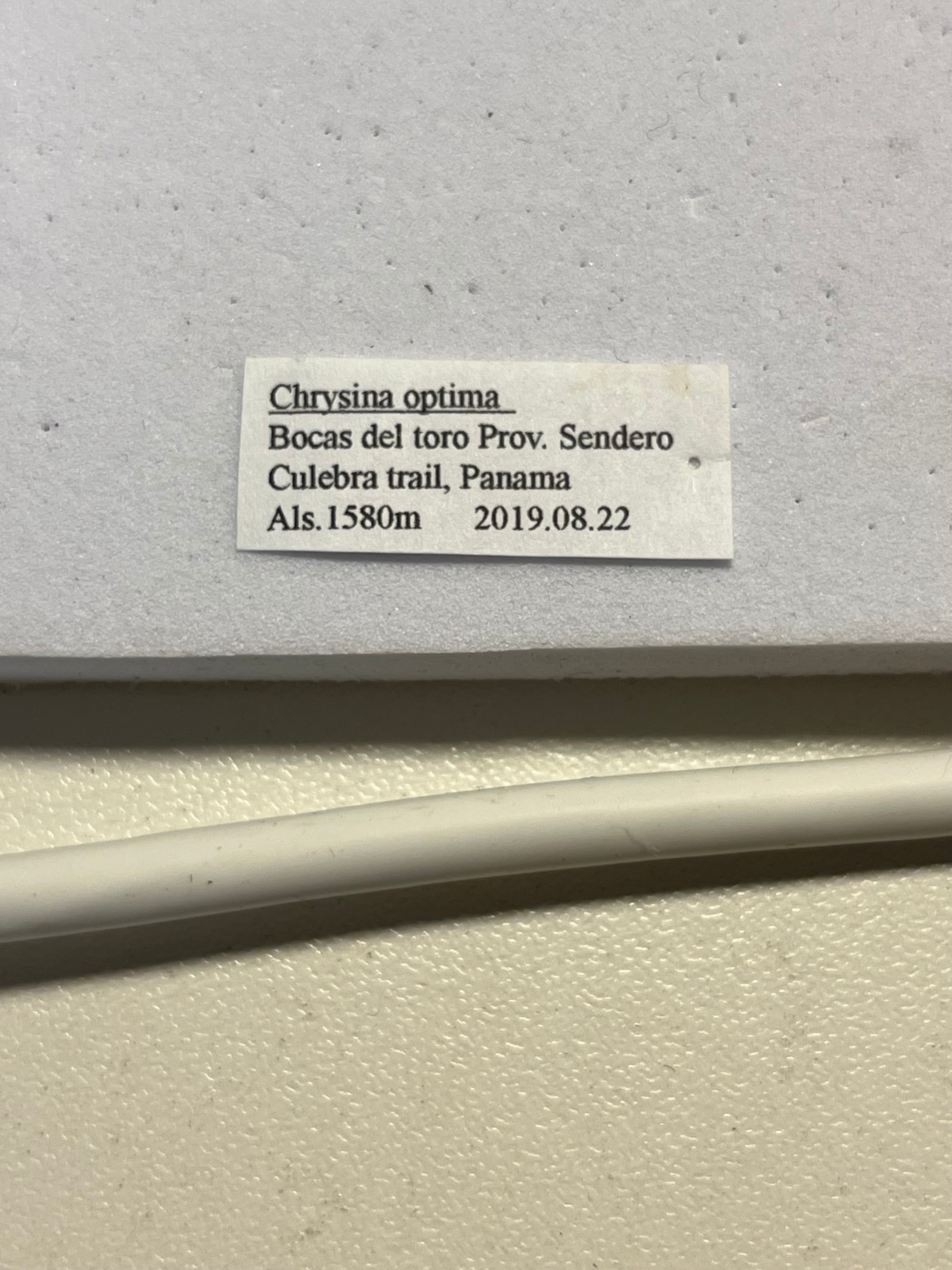 23mm】オプティマプラチナコガネ 標本 頭が金！カナブン ウグイス