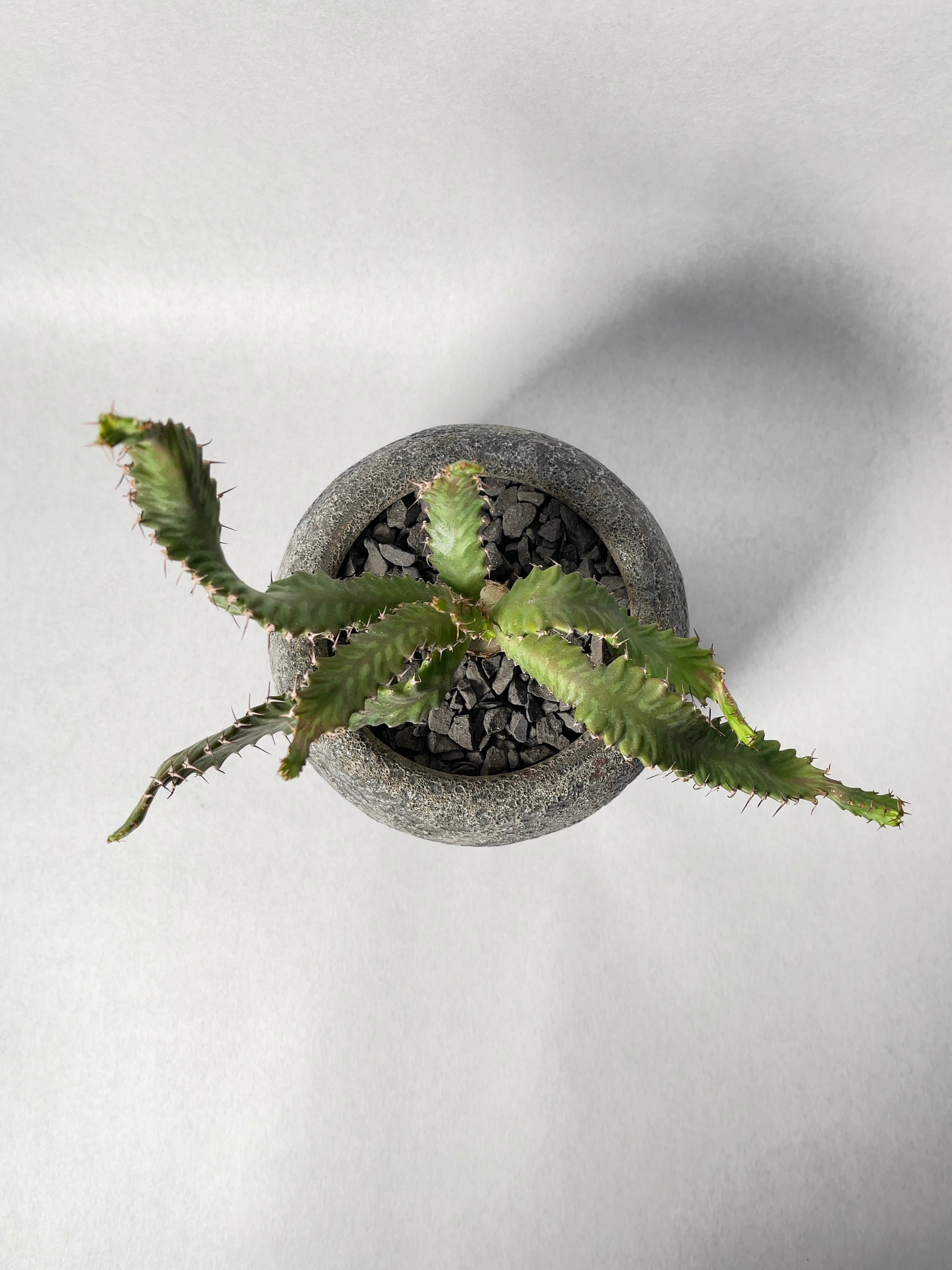 ユーフォルビア・飛竜 | trigger