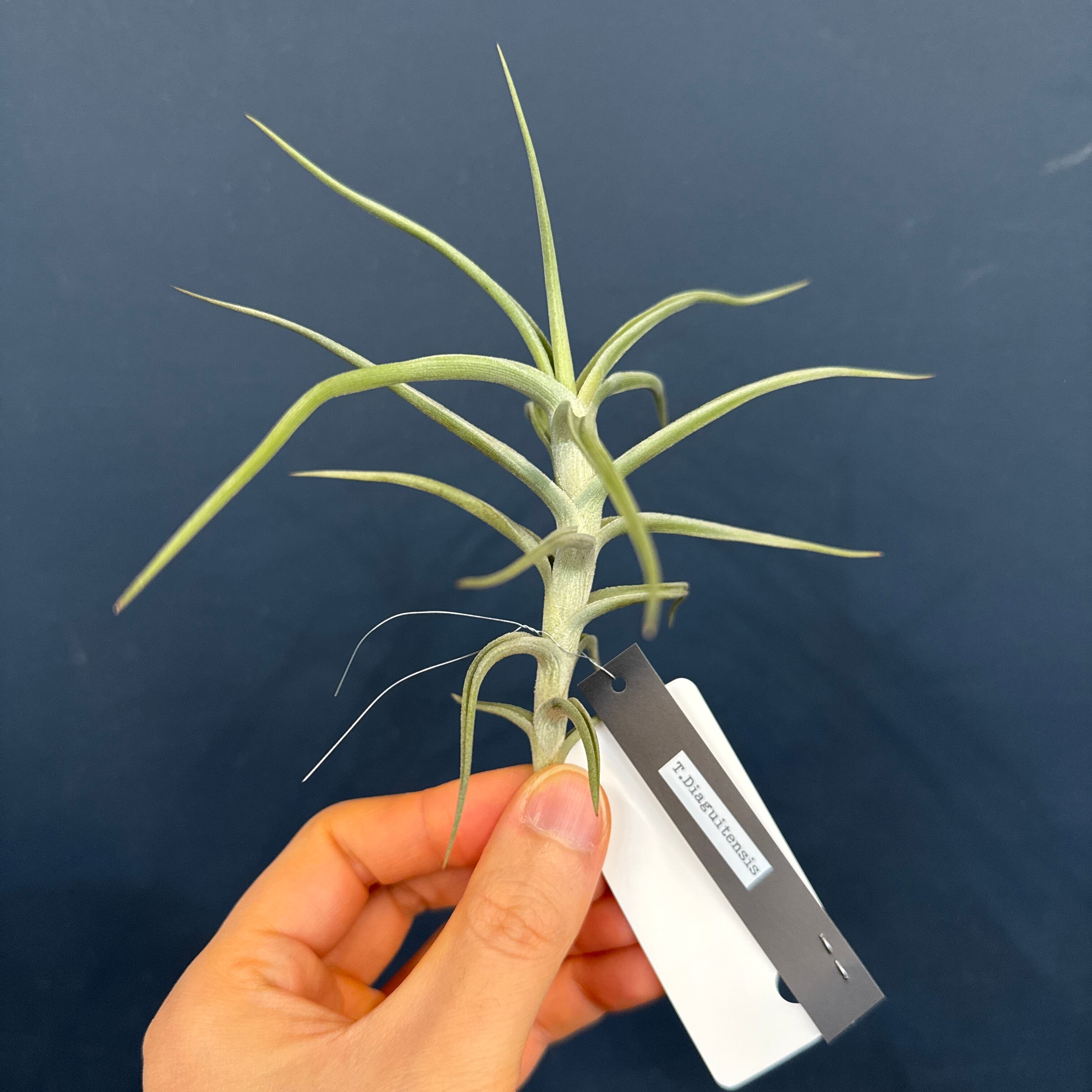 Aechmea disjuncta | PAY ID