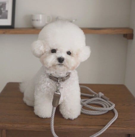 即納【stroll】Rope Collar (AshGray)