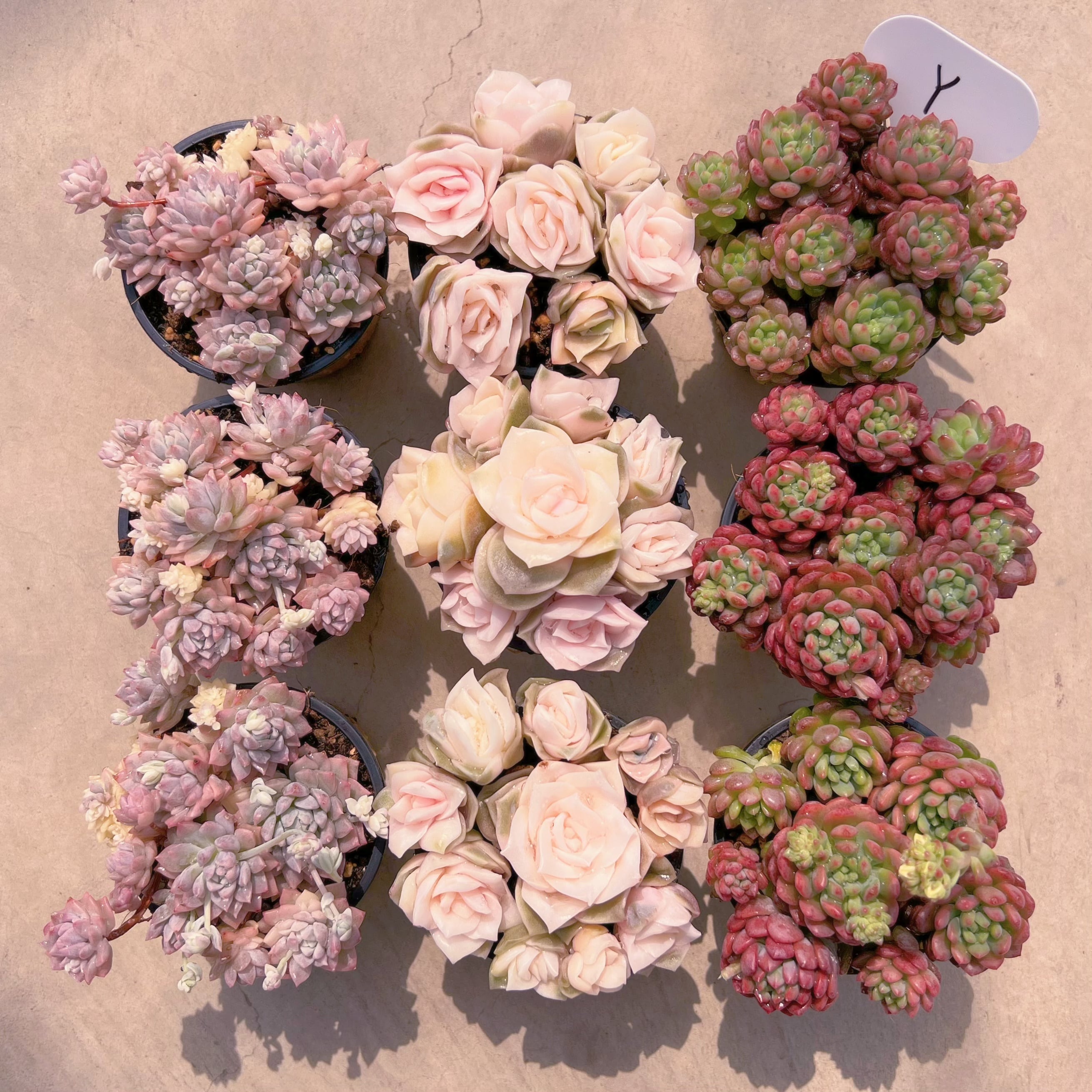 BASE販売会セットY