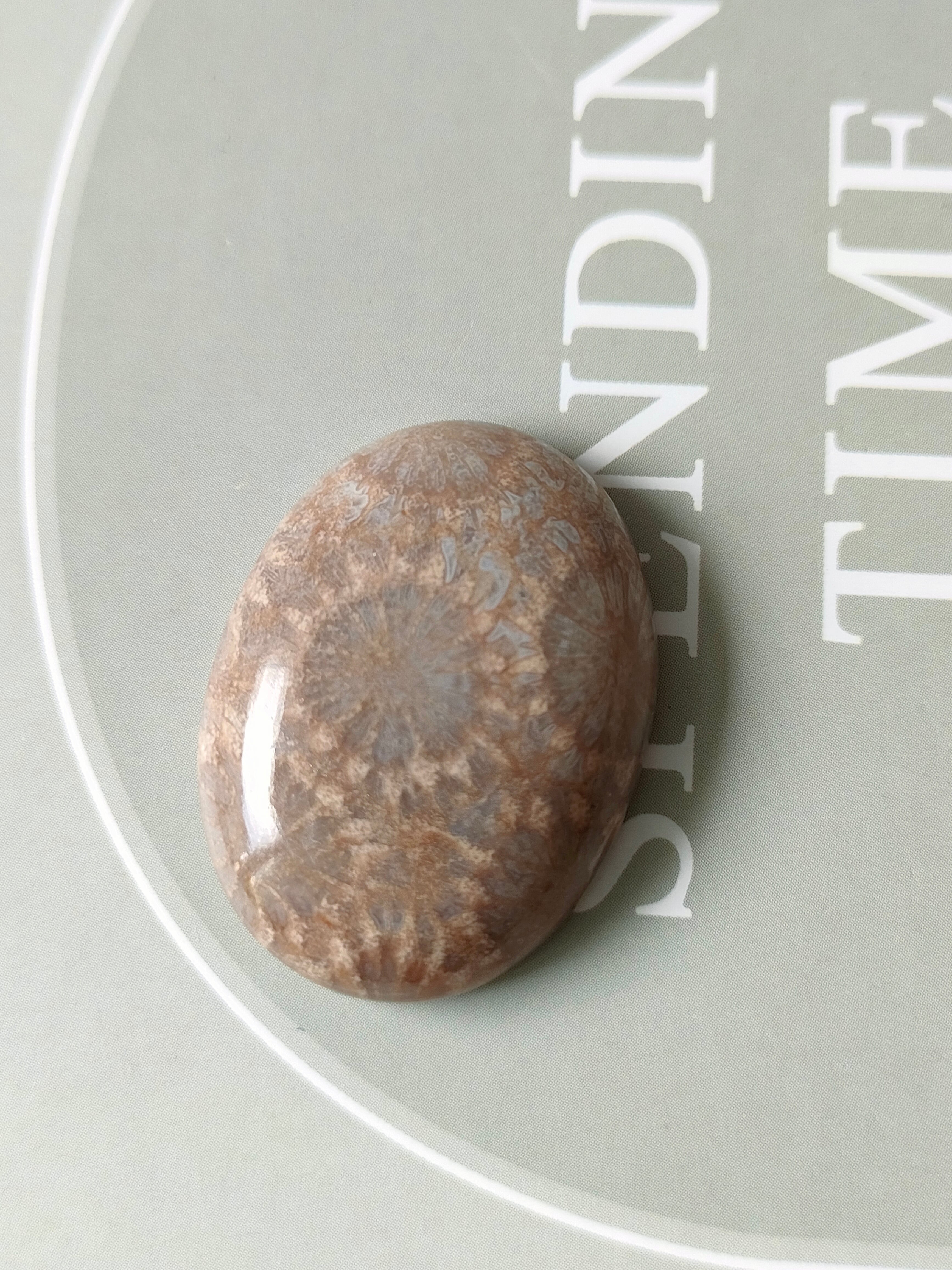 フォッシルコーラル(化石珊瑚)