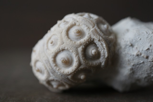 フランス産ウニ化石 Stereocidaris 1422