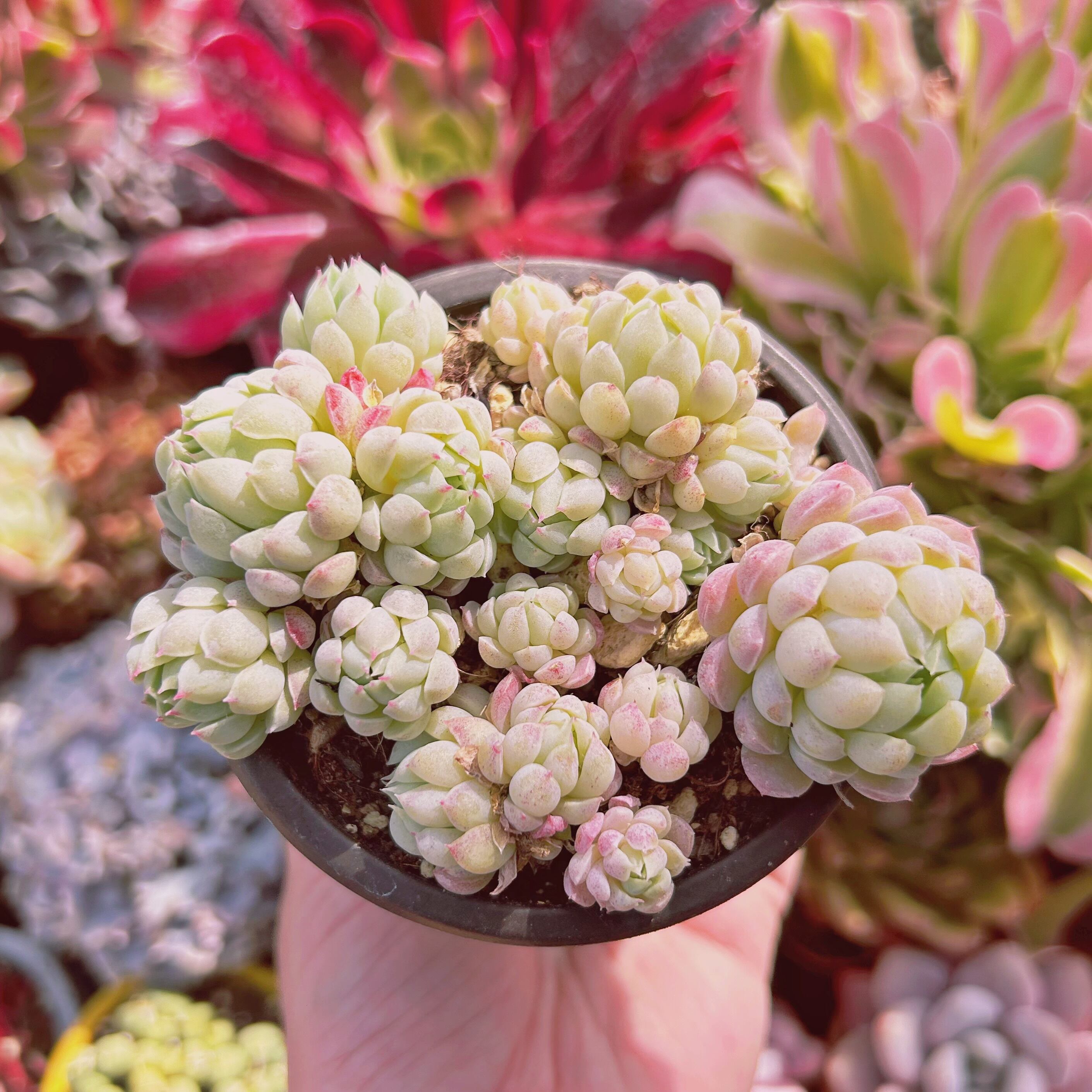 #853現物　多肉植物　ハチミツボール　抜き苗