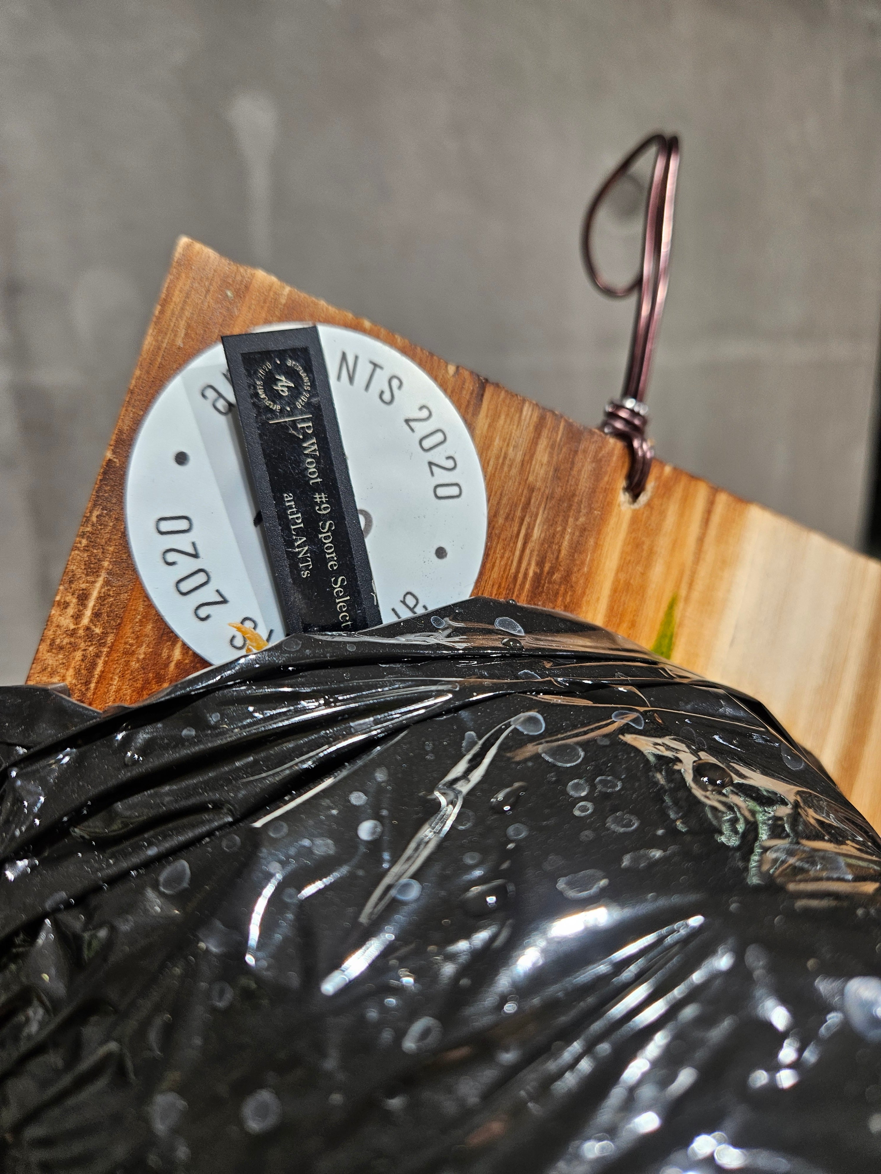 P.Woot #9(spore) Select form 【artPLANTs】ビカクシダ/Platycerium