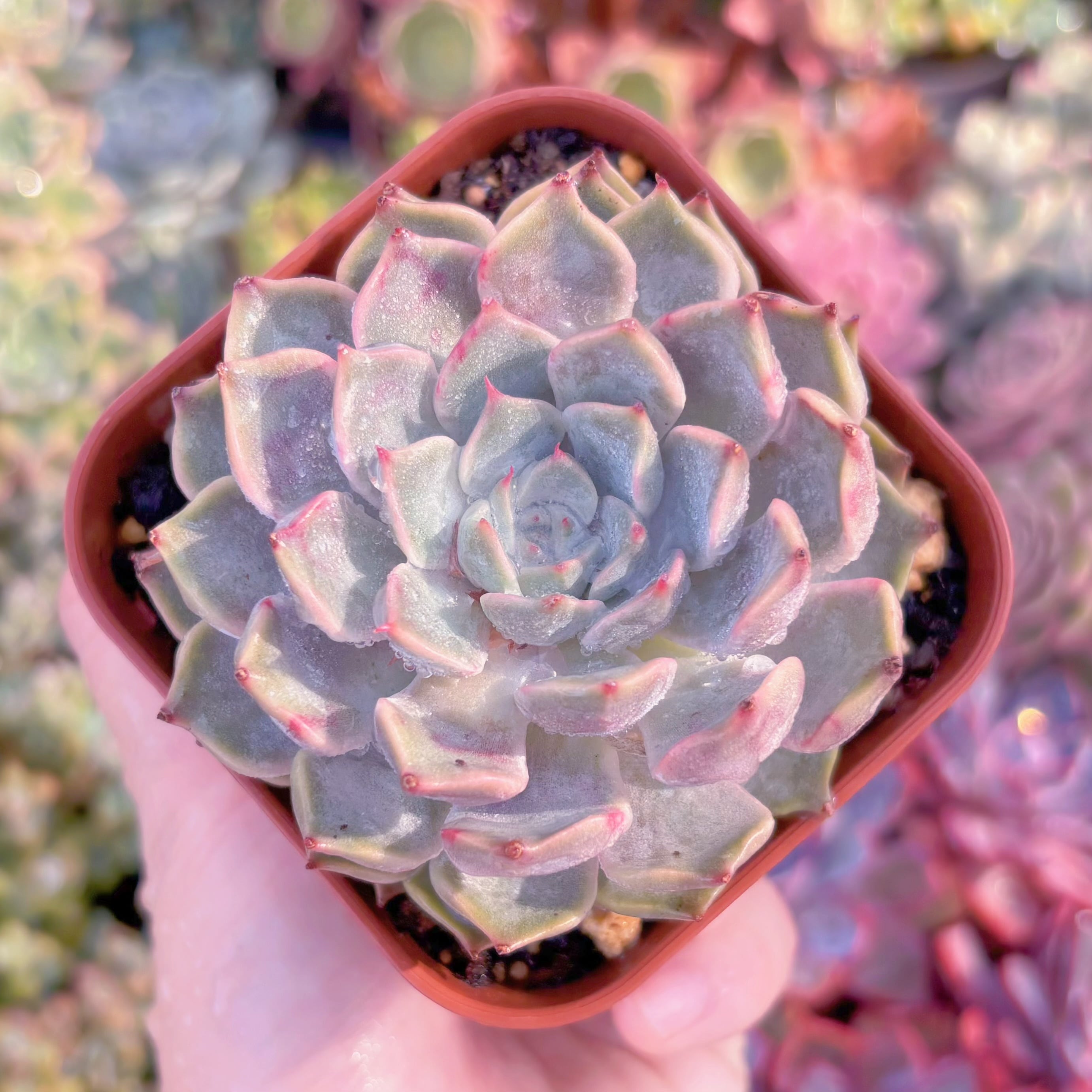 現品　ピンクザラゴーサ#548　るる農園