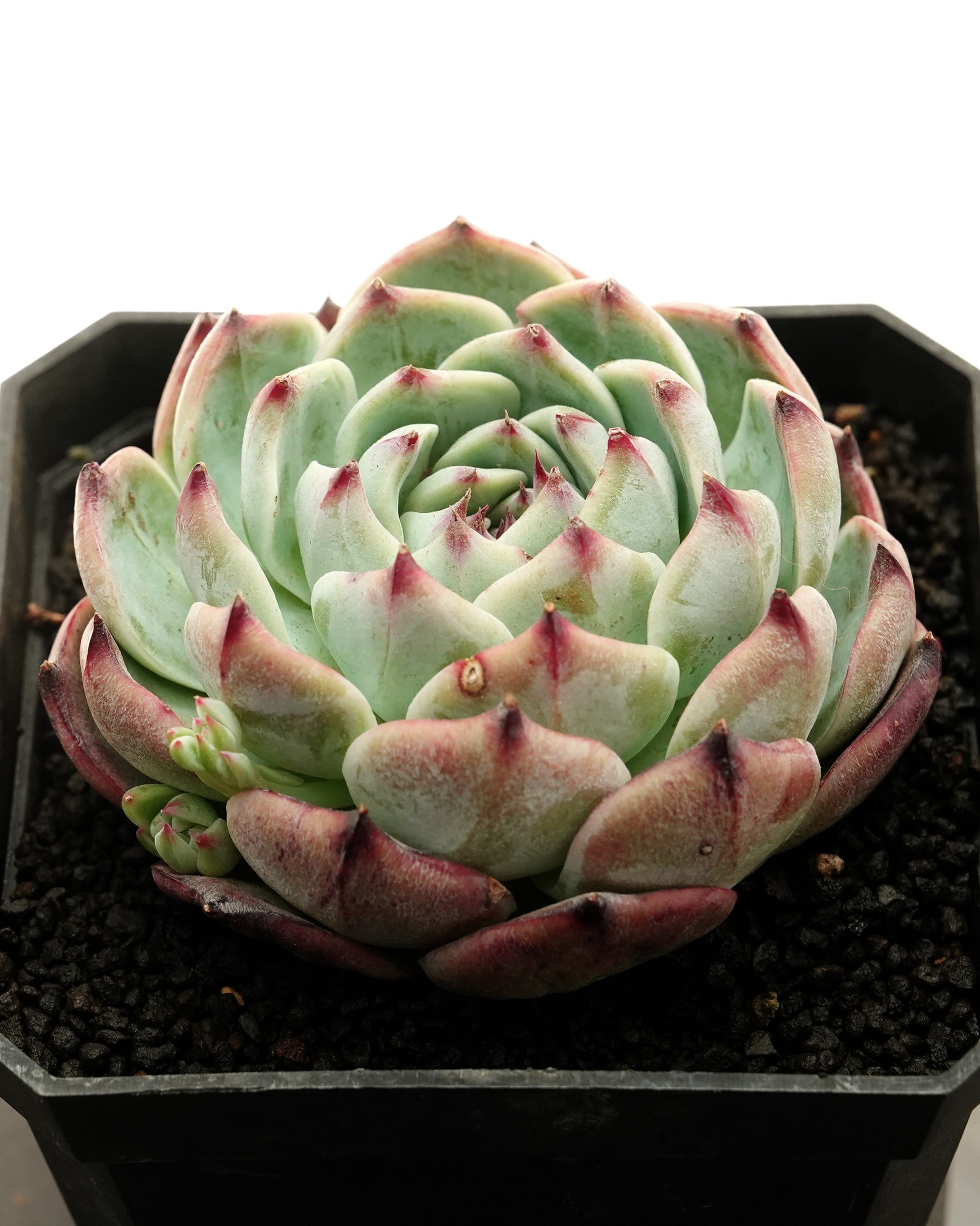 カット苗 インベリアルコンキュバイン Echeveria 'Imperial Concubine