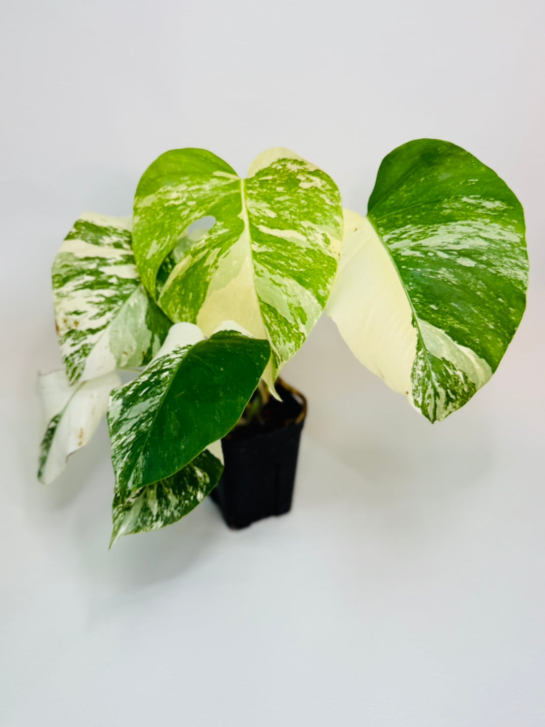 完売御礼！グリーンユニコーン・アロカシア 3.5号 | 観葉植物と雑貨の