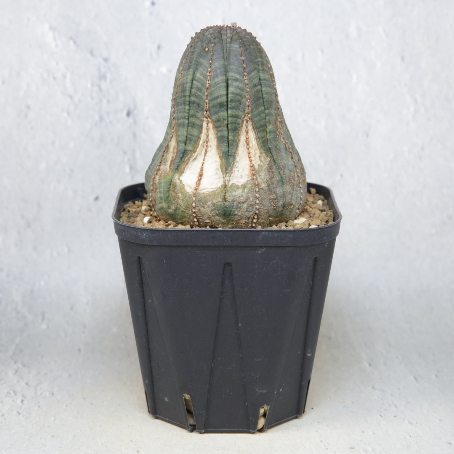 木質化 マウンテン オベサ / ユーフォルビア | LIGHTHOUSE.PLANTS