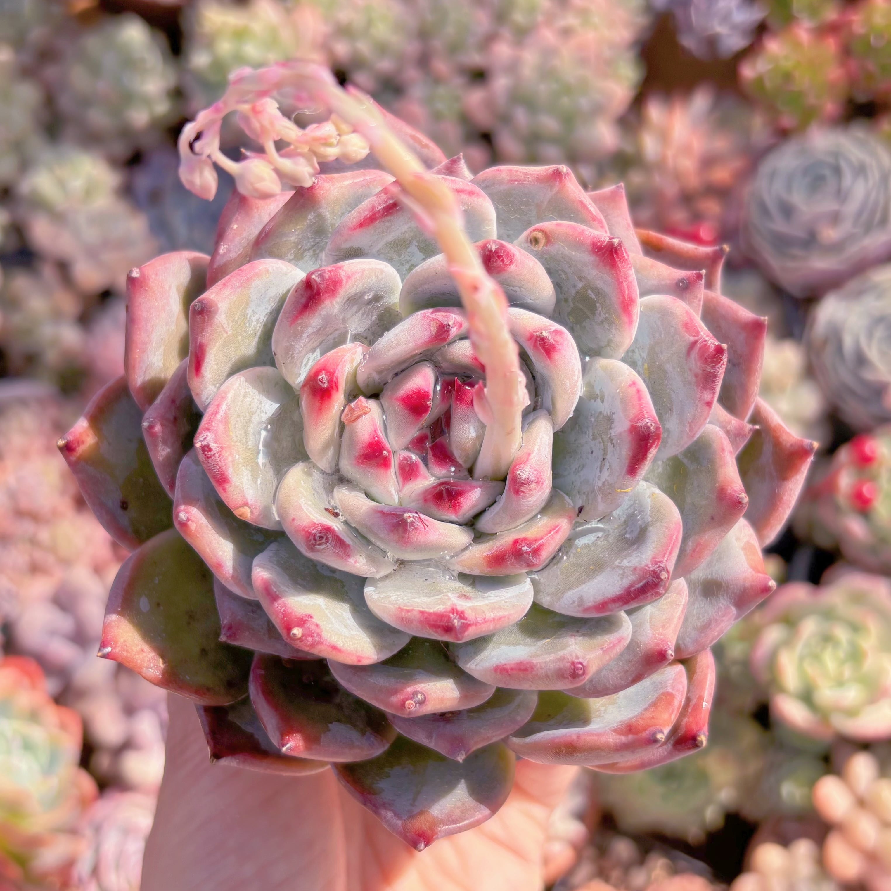 現品　ダイヤモンドコロラータ#641　大苗　るる農園