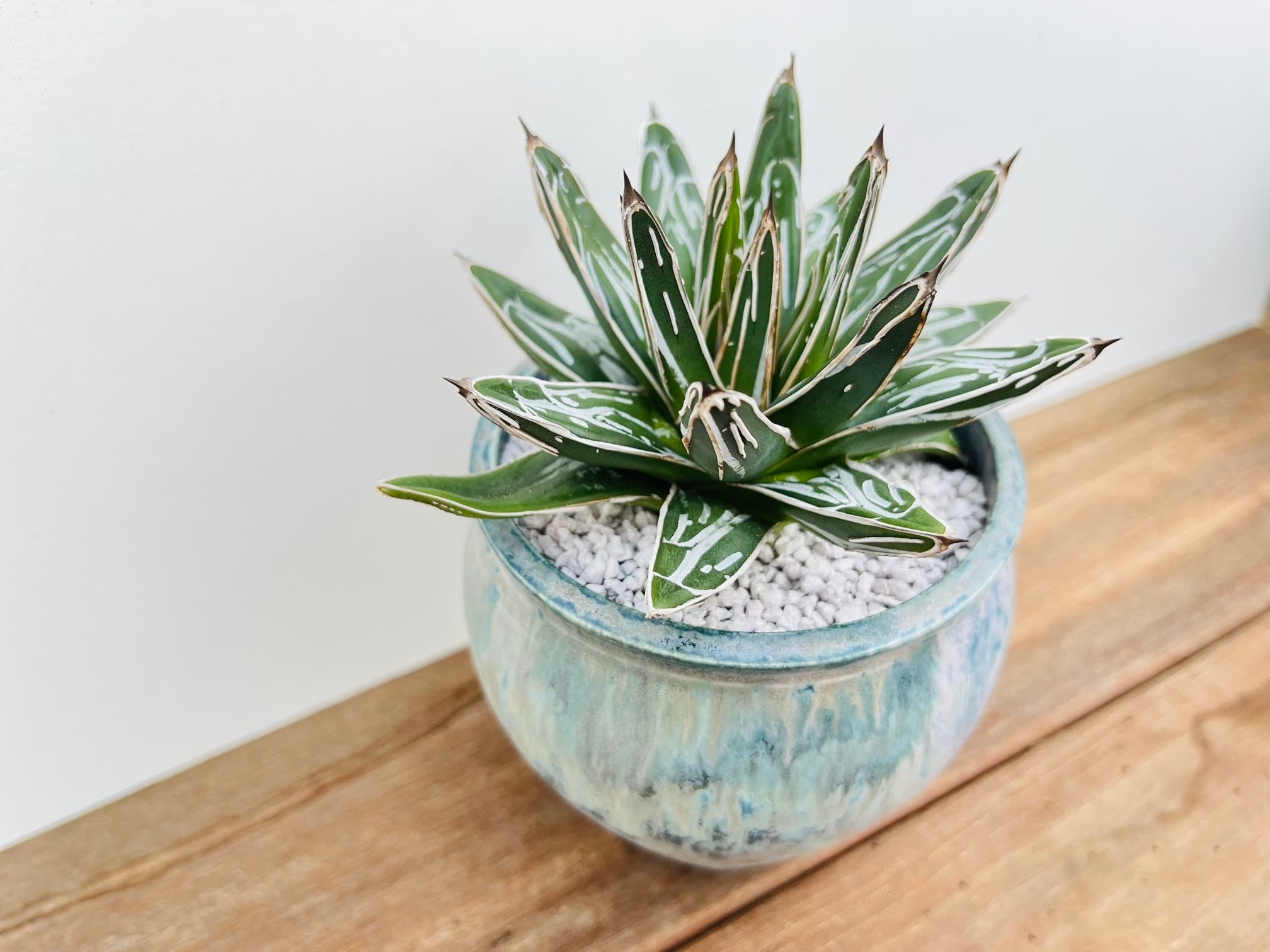 Agave victoriae reginae アガベ 笹の雪 多肉植物 | plants MARU