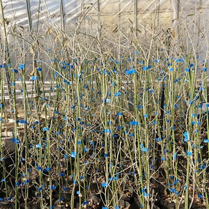 ロシアンオリーブ［ホソバグミ］（13.5㎝ポット）