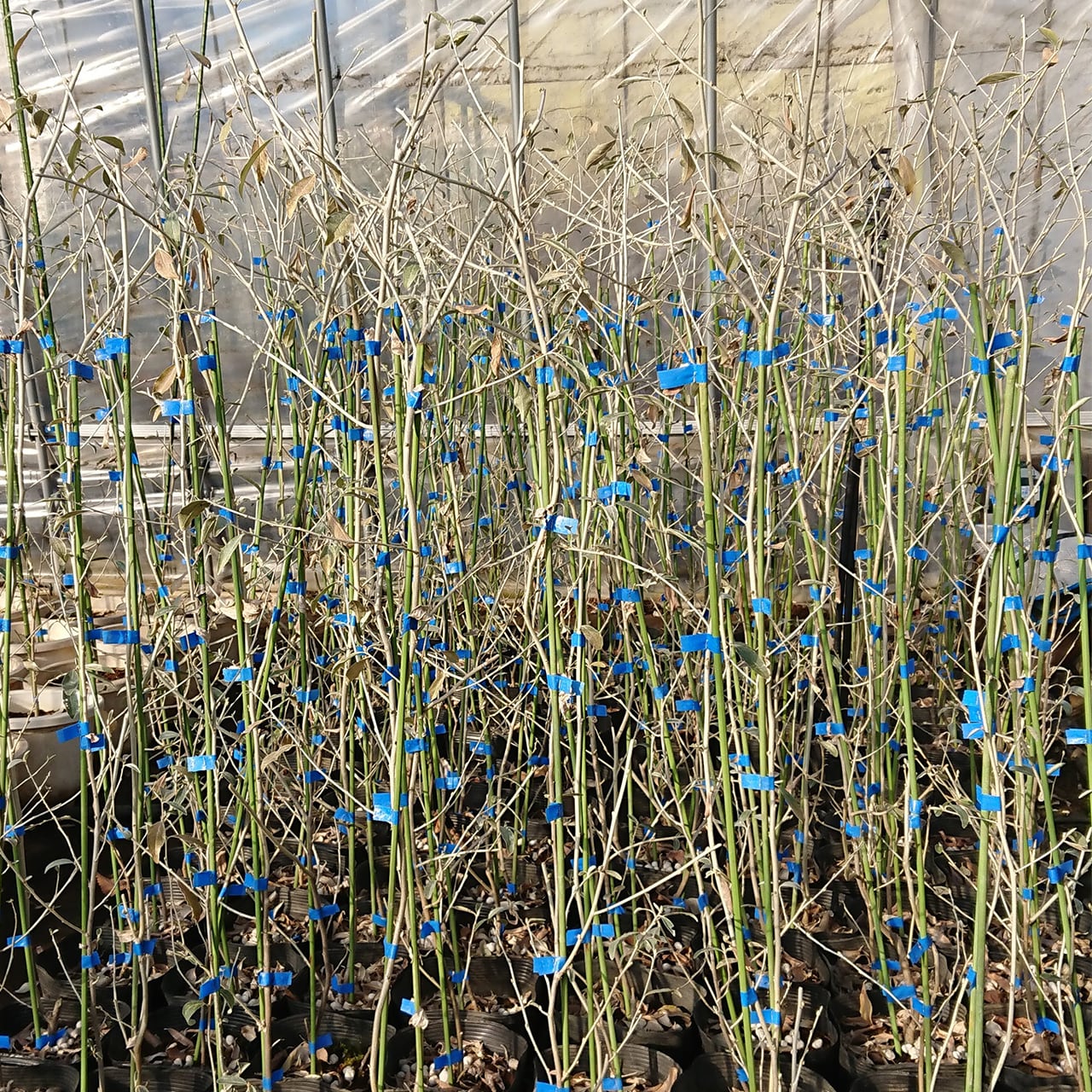 ロシアンオリーブ［ホソバグミ］（13.5㎝ポット）