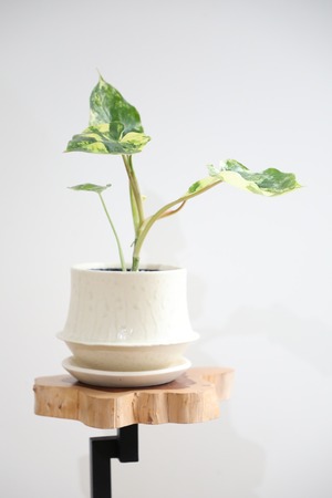 【S】フィロデンドロン バールマルクス/Philodendron Burle Marx Fantasy ※陶器鉢付き