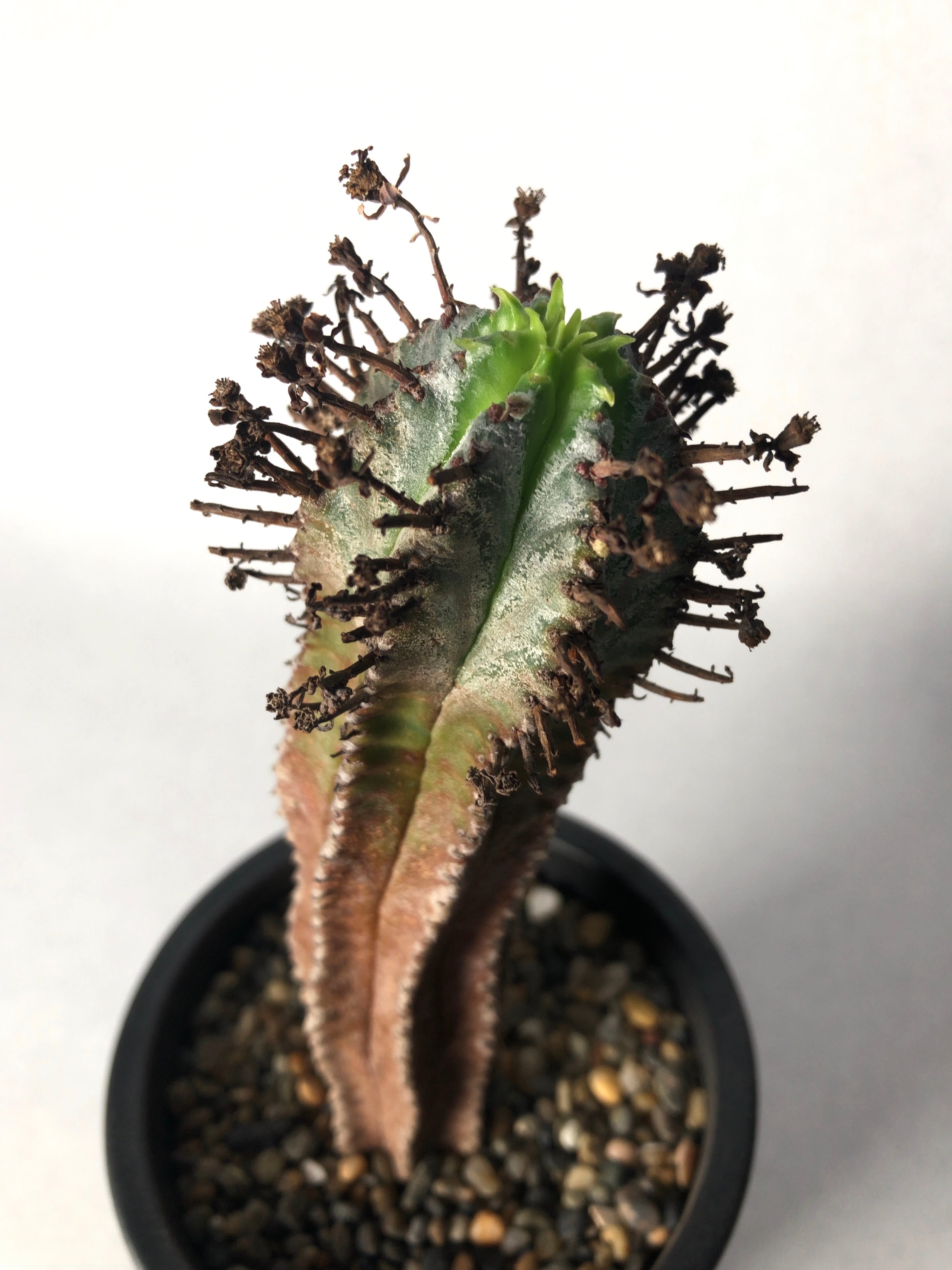 ユーフォルビア・ノースベルデンシス | trigger