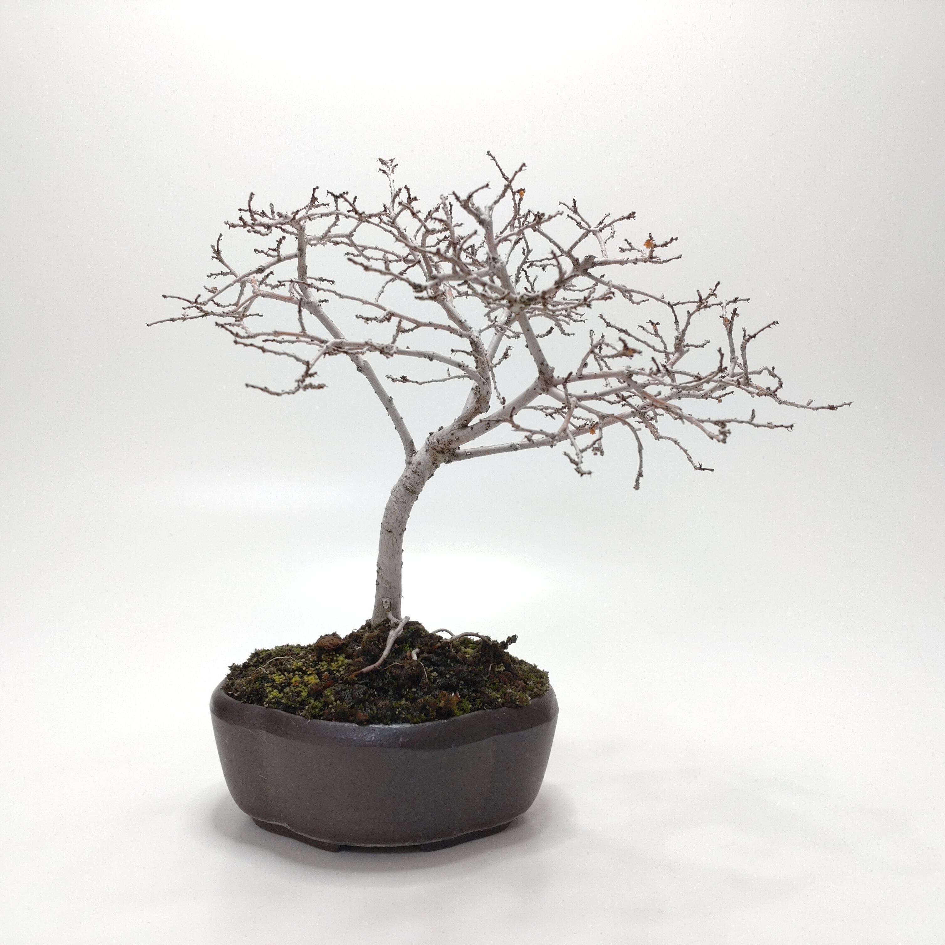 楡欅（ニレケヤキ）盆栽 SS013 | 盆栽創【Bonsaisou】