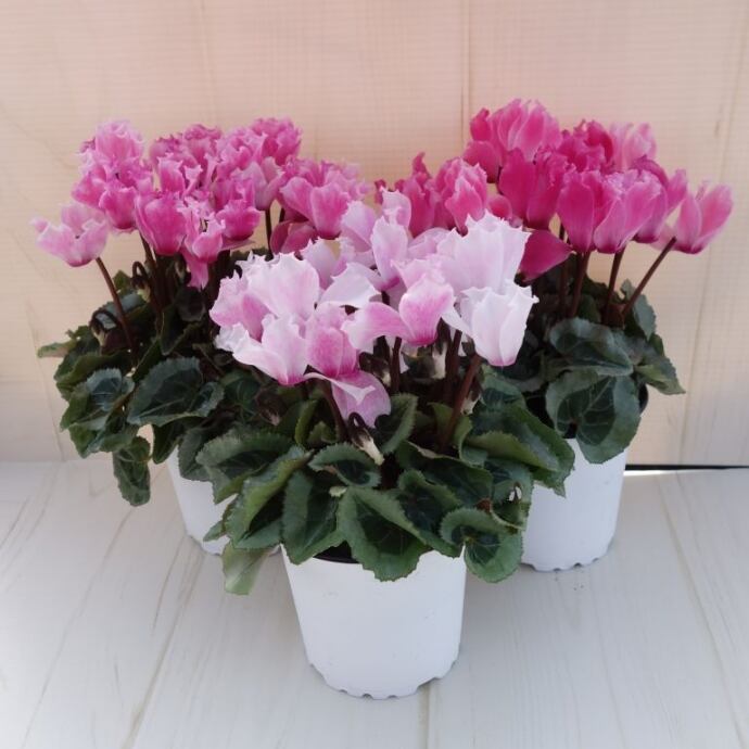 sunset0712様 リクエスト 2点まとめ シクラメン ウインク ファルバラ