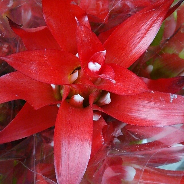 切り花 Hanazukin 花ずきん 農家直送の花苗 シンビジュームの花束