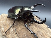 【WD】《アトラスオオカブト亜種マンテツ ベトナム産 66mm ペア》