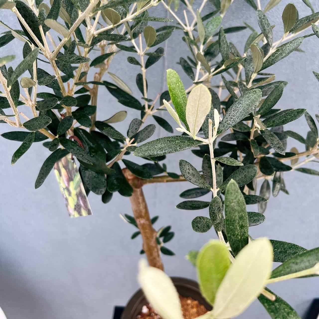 現品］93番 創樹 オリーブ ルッカ 6号 観葉植物 大型 屋外 オリーブの