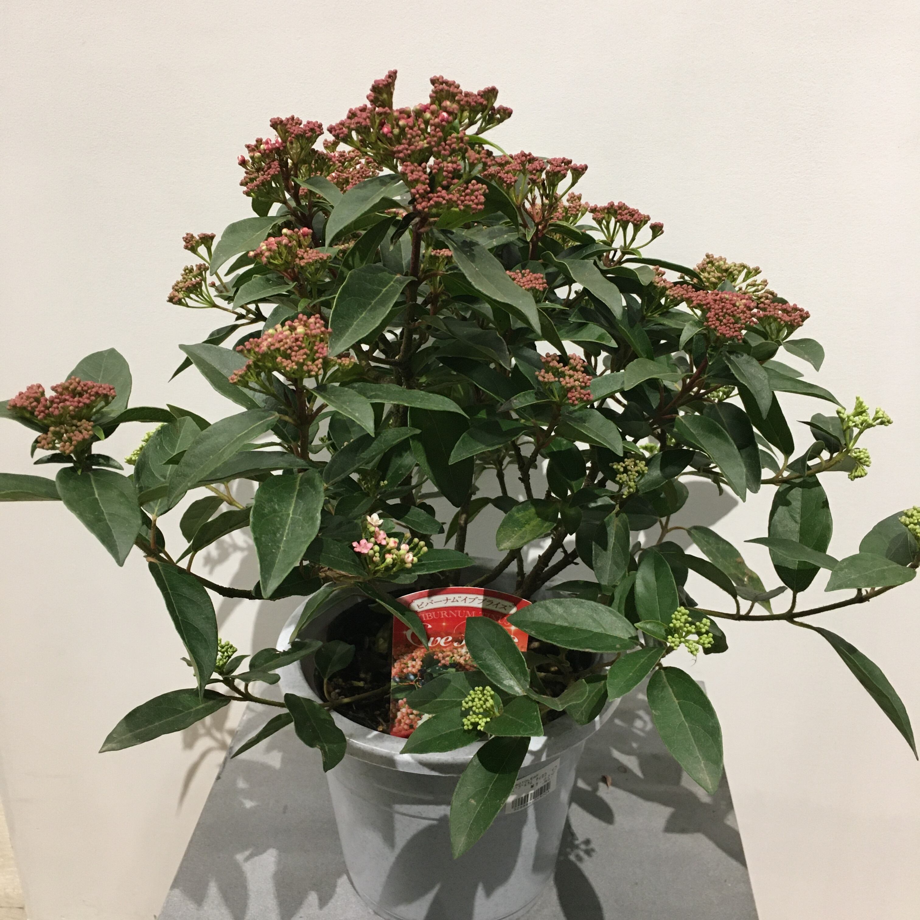 ビバーナム イブプライス Protoleaf プロトリーフ