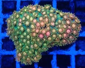 Goniopora FromMakassar PerfectRainbow