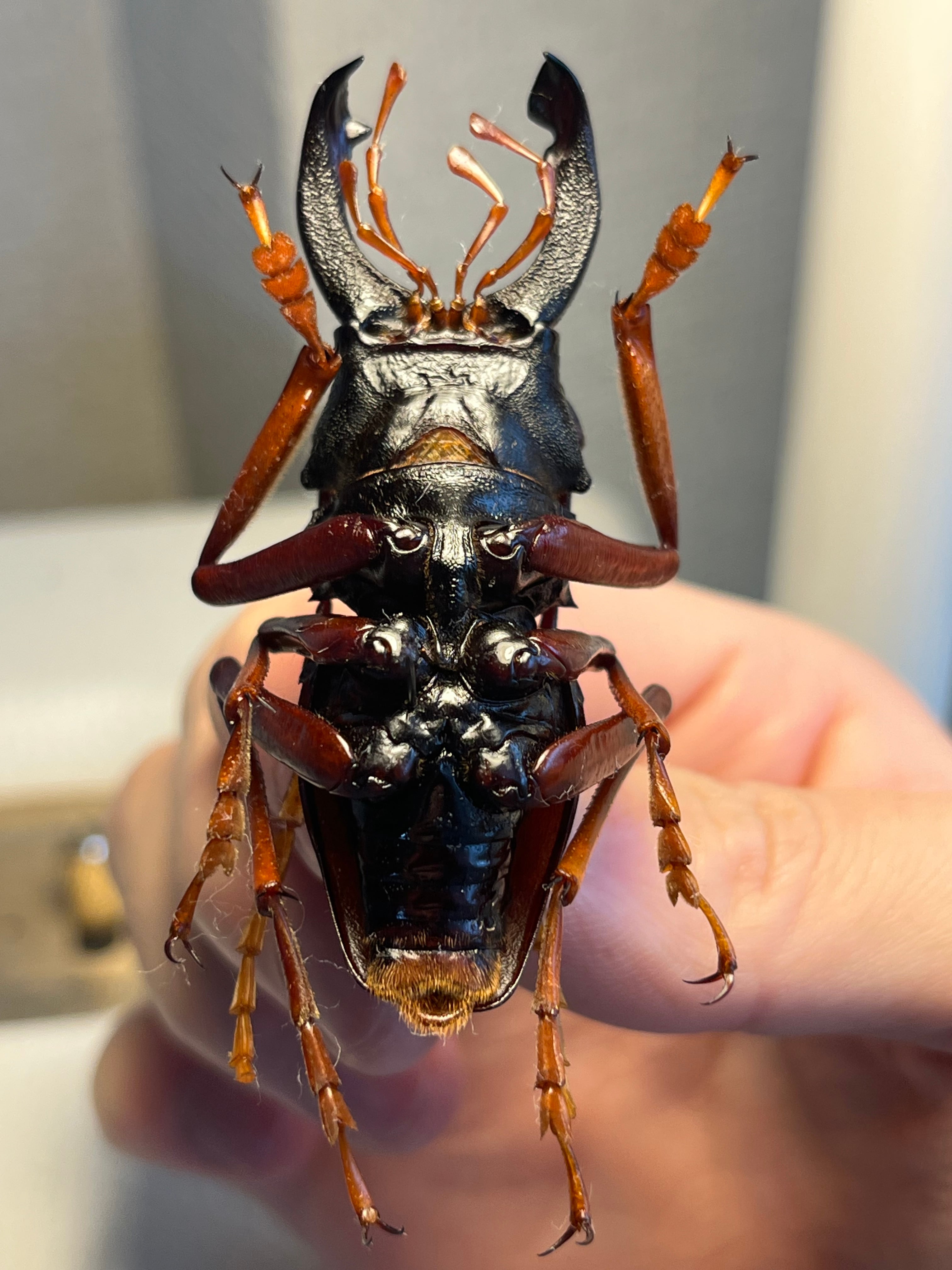 【美脚橙】カシクスオニノコギリカミキリ昆虫標本甲虫ハムシサソリタランチュラムカデ 美脚橙】カシクスオニノコギリカミキリ昆虫標本甲虫ハムシサソリ