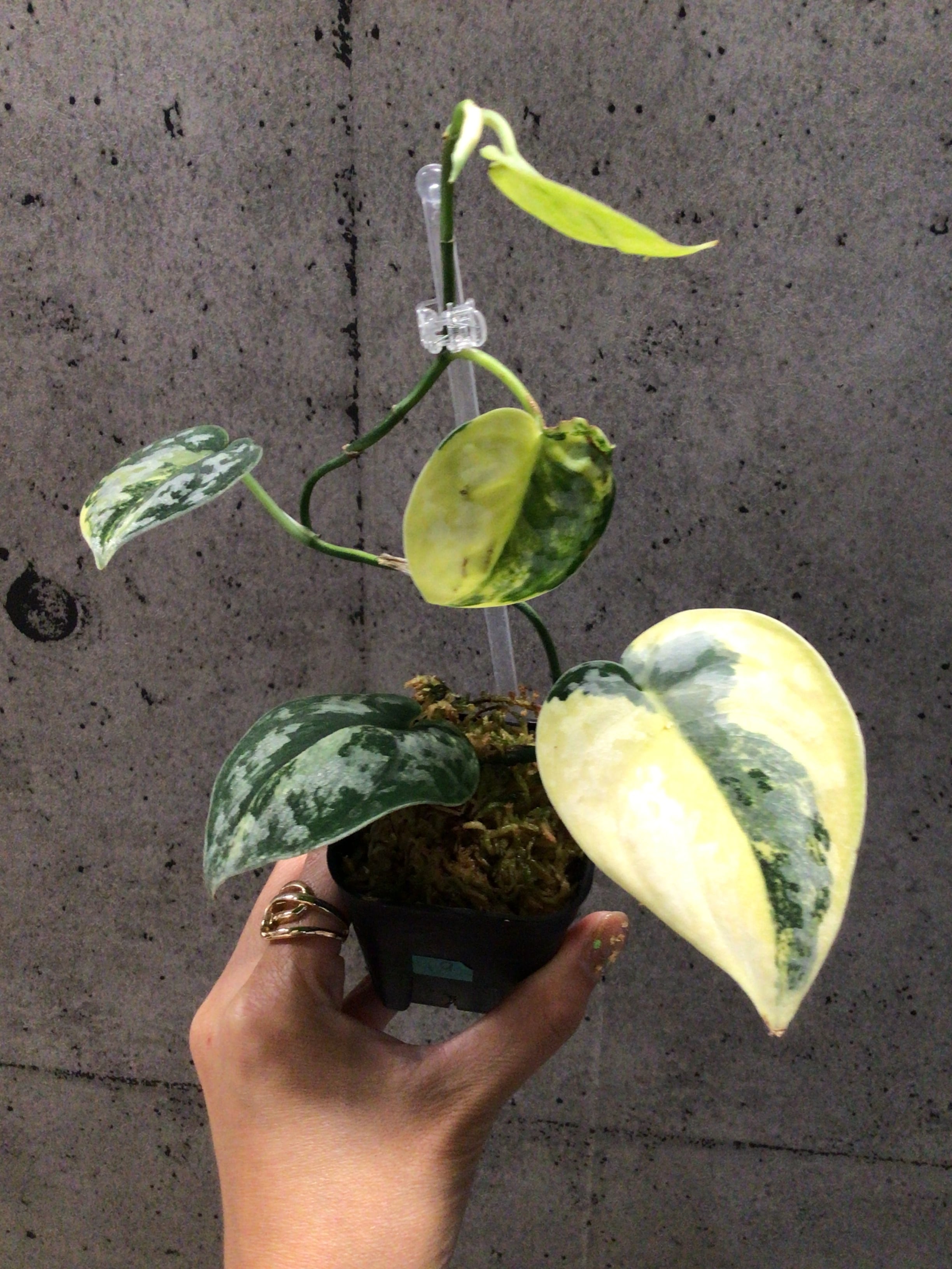 S19 スキンダプサス バクダパティ | MIDORIYA 観葉植物専門店