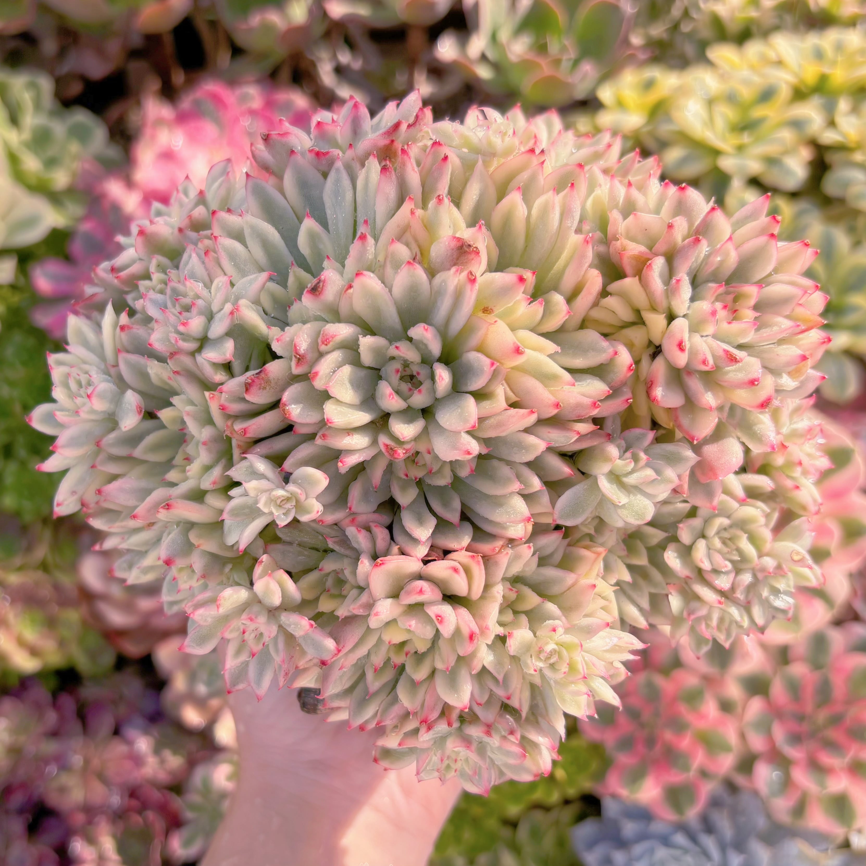 現品　女雛錦#3005　特大群生　るる農園